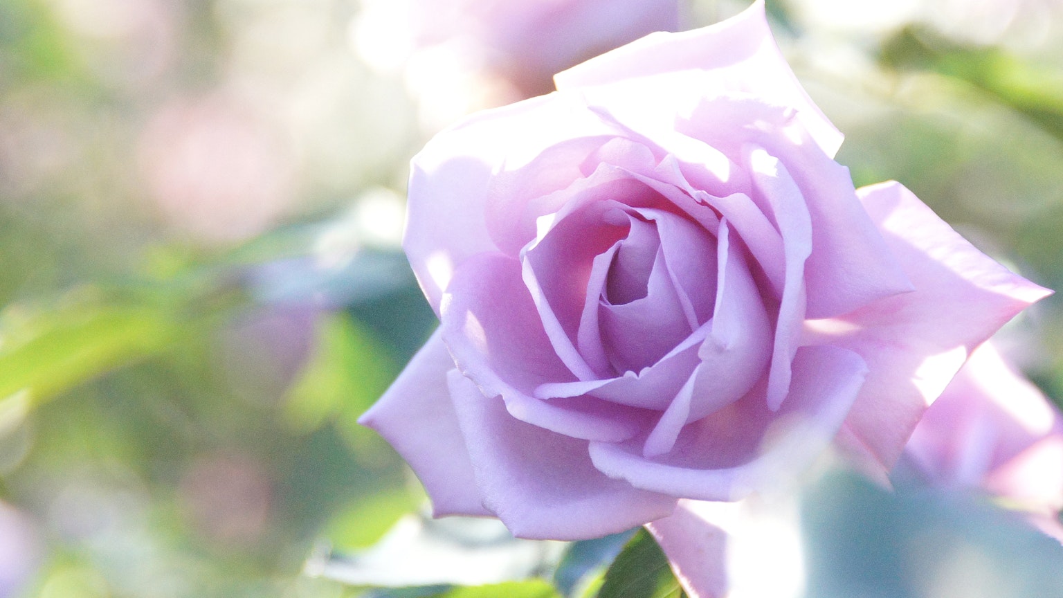 Una rosa púrpura pálida floreciendo suavemente en luz suave