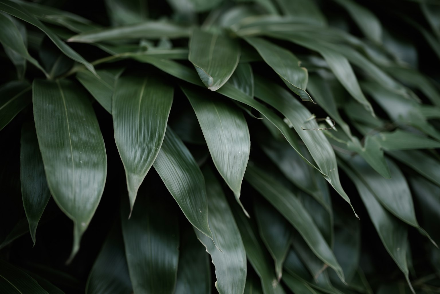 Close-up of overlapping green leaves