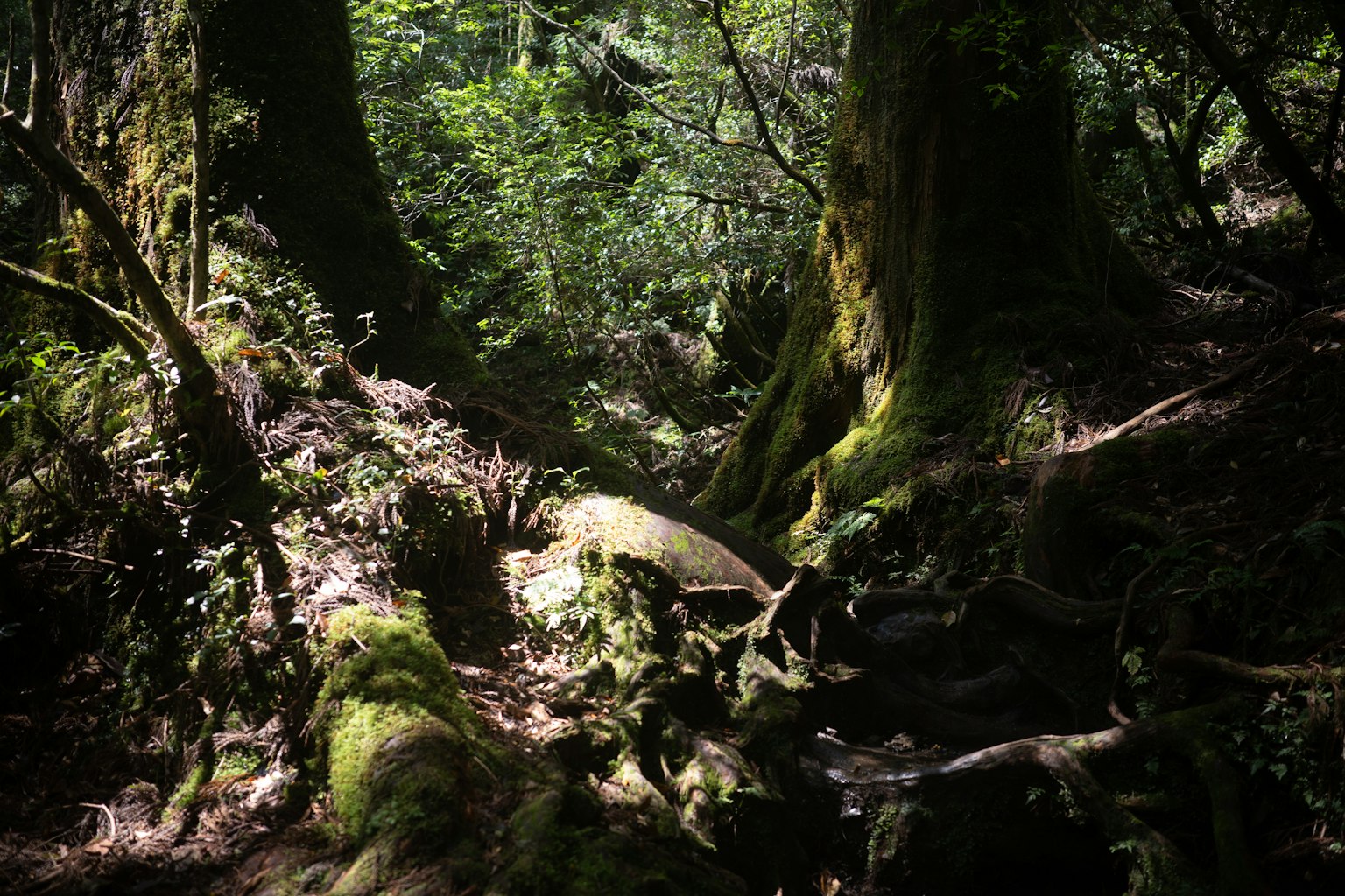 Escena de bosque frondoso con árboles cubiertos de musgo y suelo