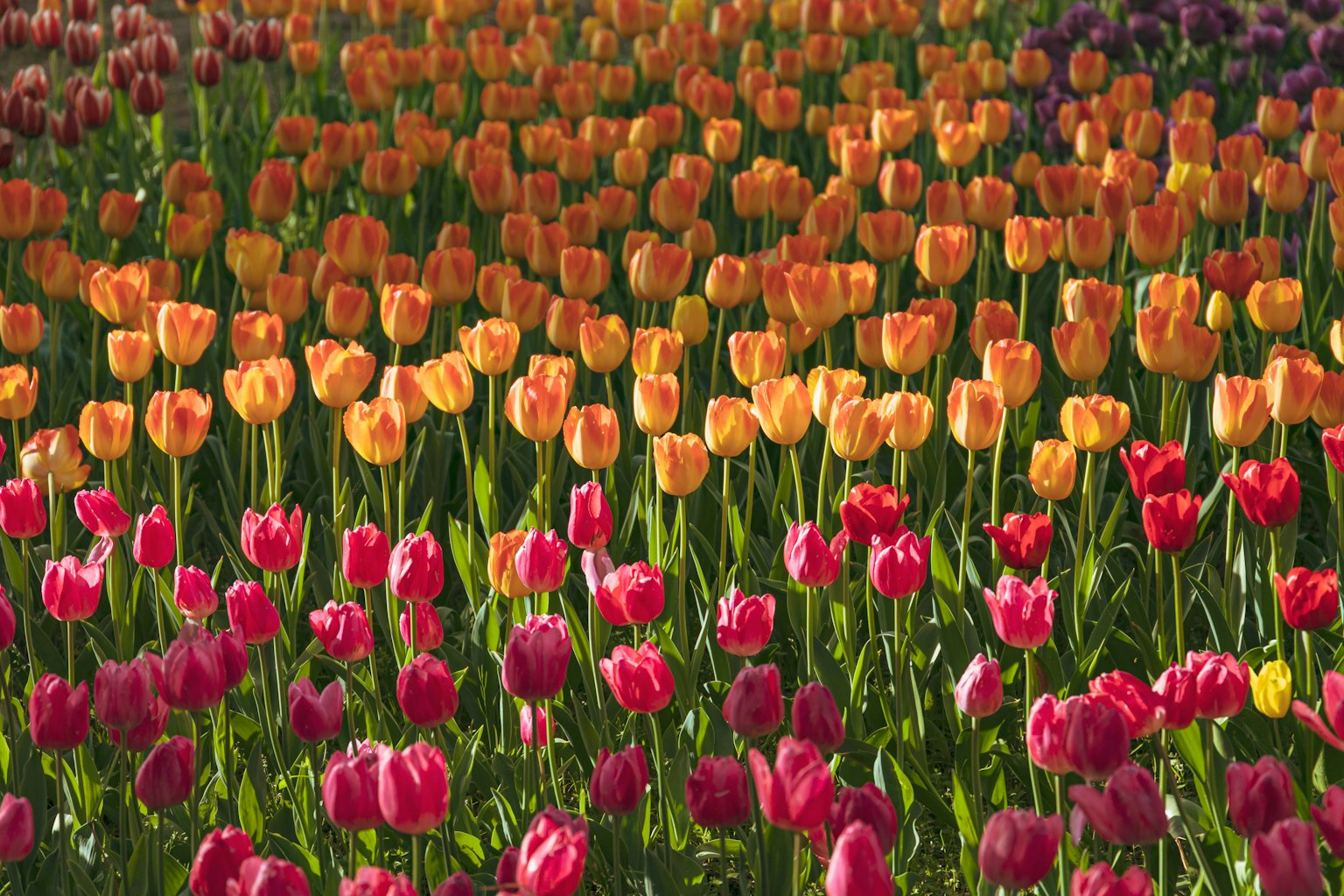 Cánh đồng tulip rực rỡ với màu sắc gradient