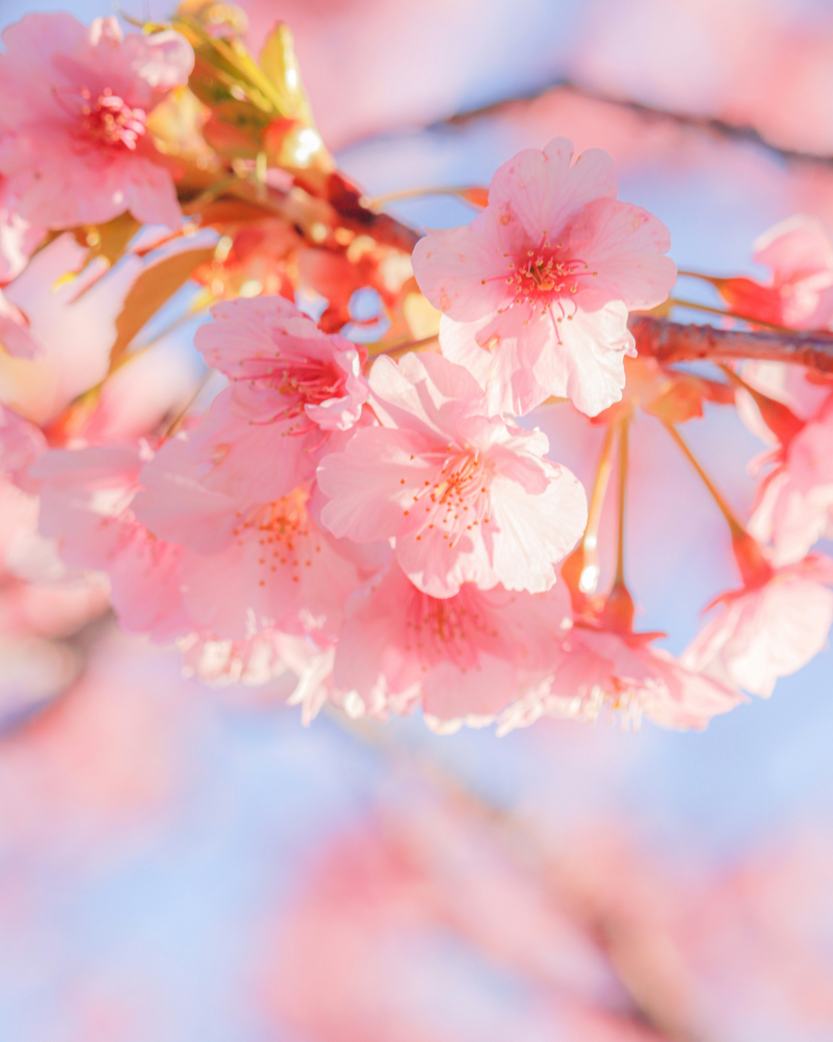 delicati fiori di ciliegio rosa su un ramo sfocato