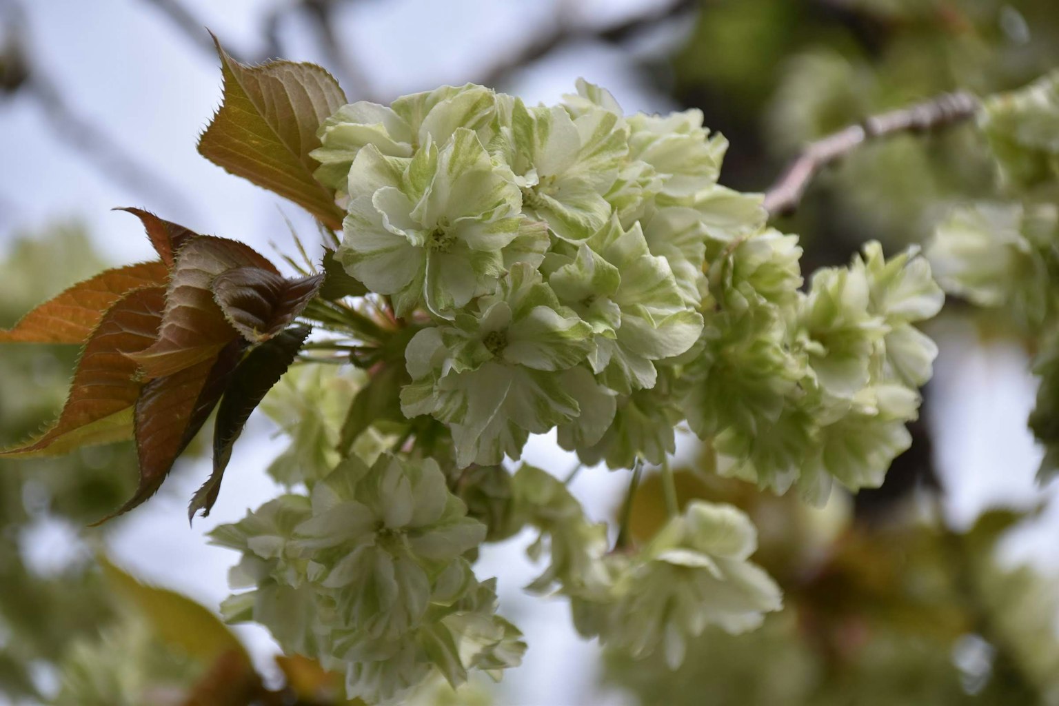 Gros plan d'une branche avec des bourgeons floraux verts