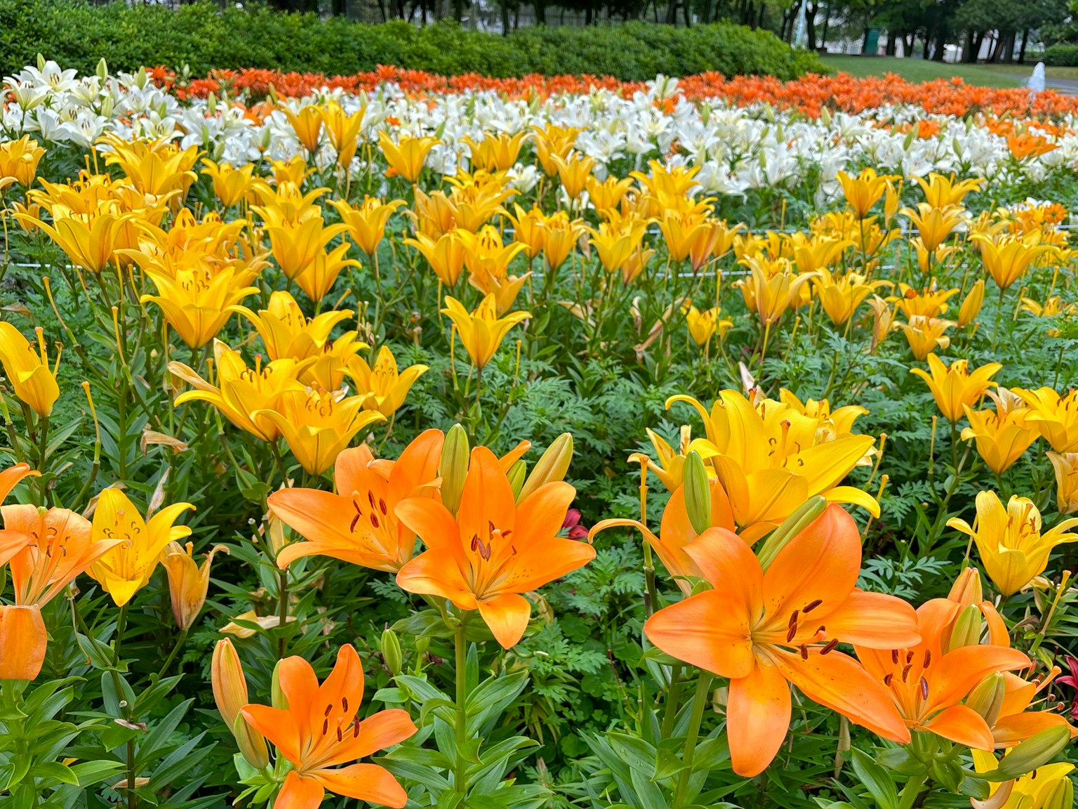Escena de jardín vibrante llena de lirios naranjas y amarillos en flor