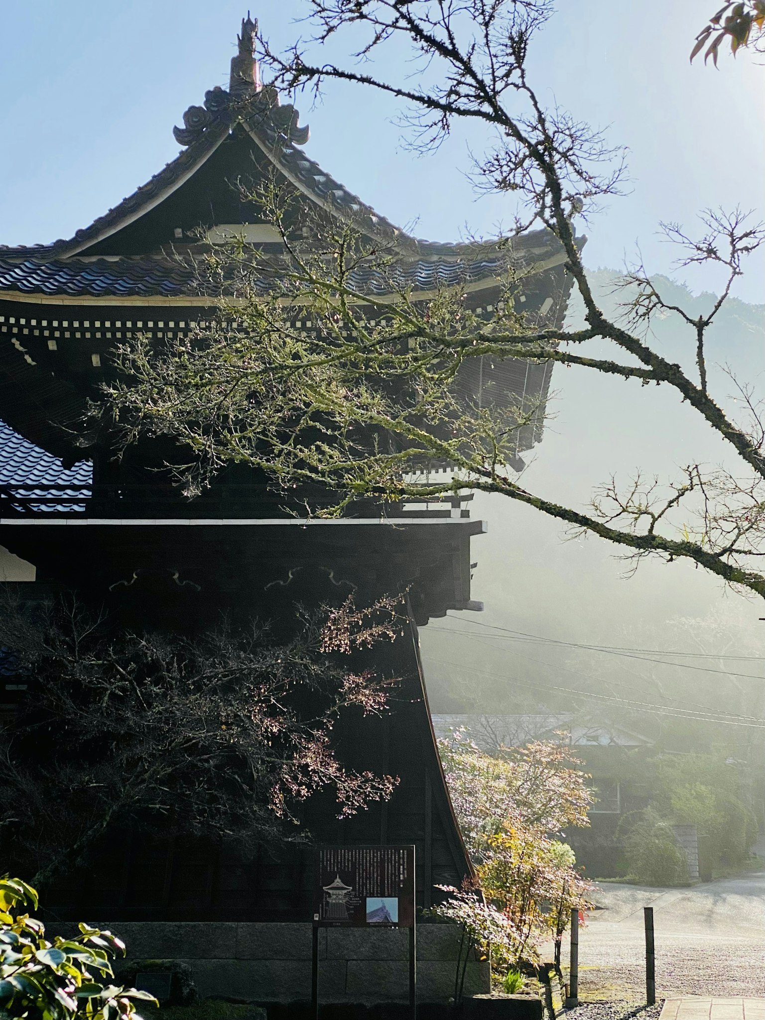 雾气中的传统日本寺庙侧面和樱花树