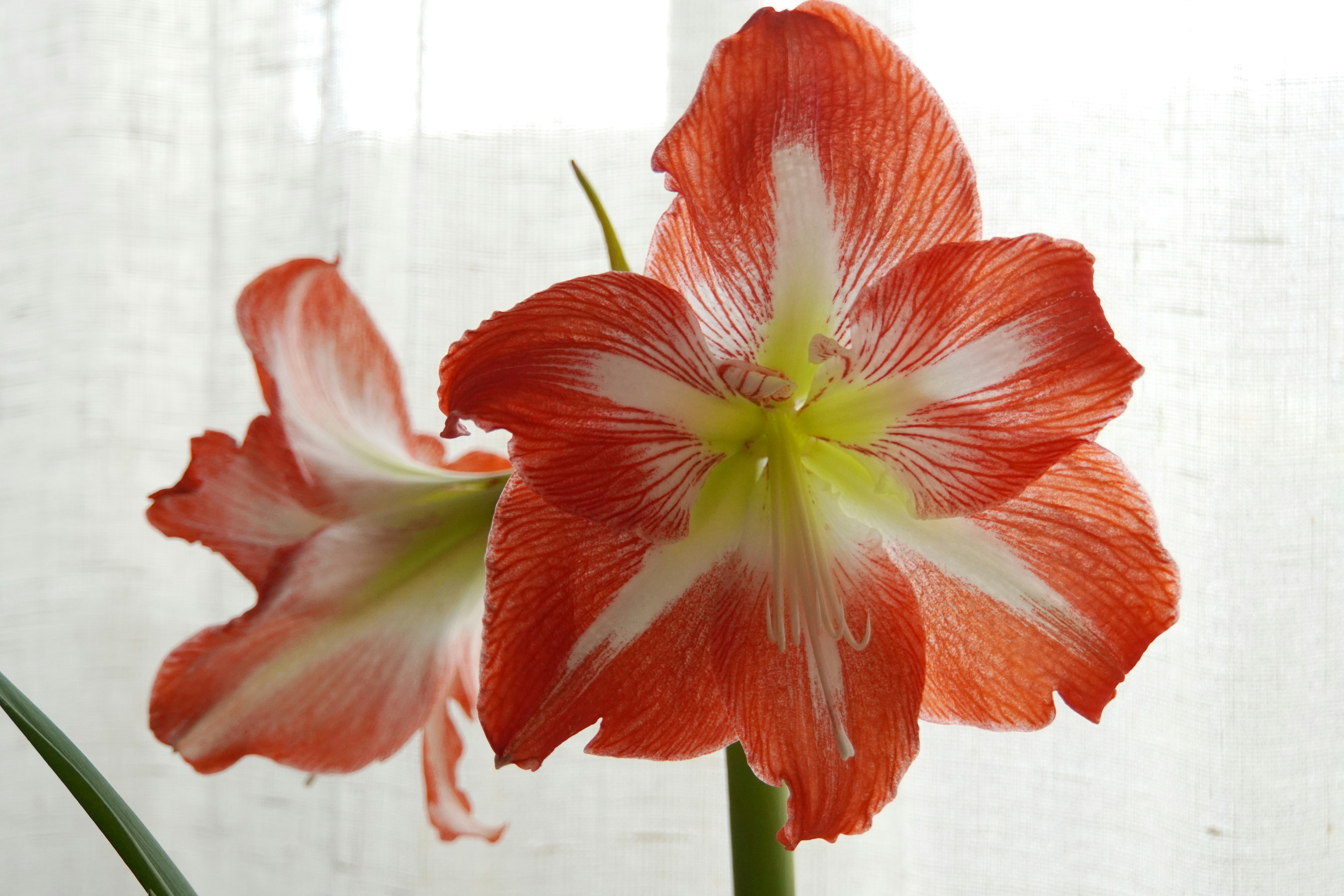 赤と白のアマリリスの花のクローズアップ