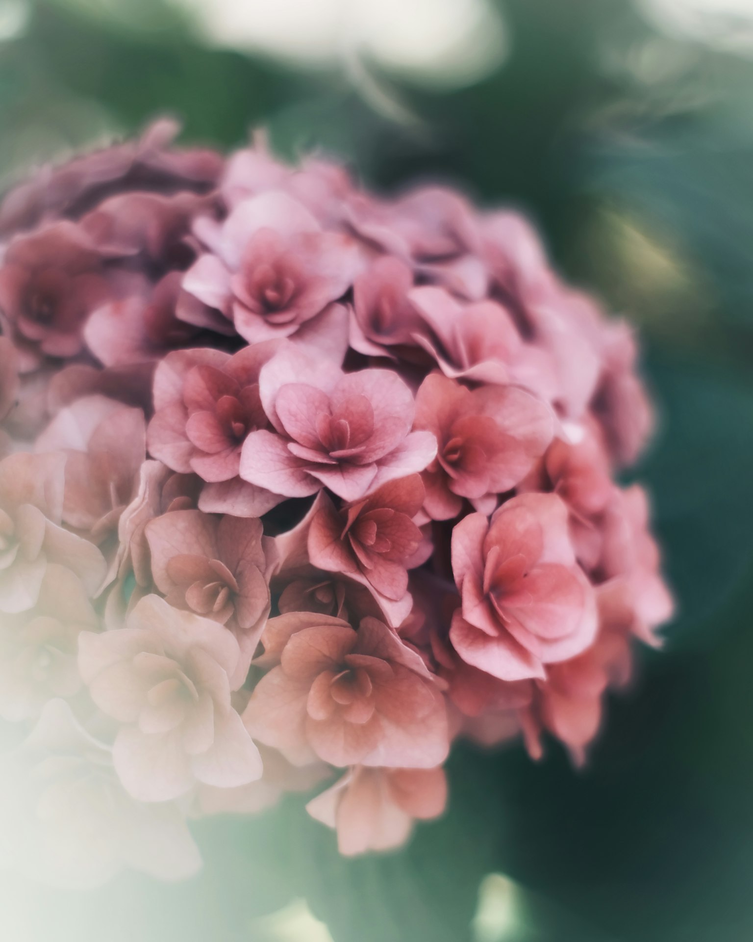 ภาพใกล้ของช่อดอกไม้สีชมพูที่สวยงาม