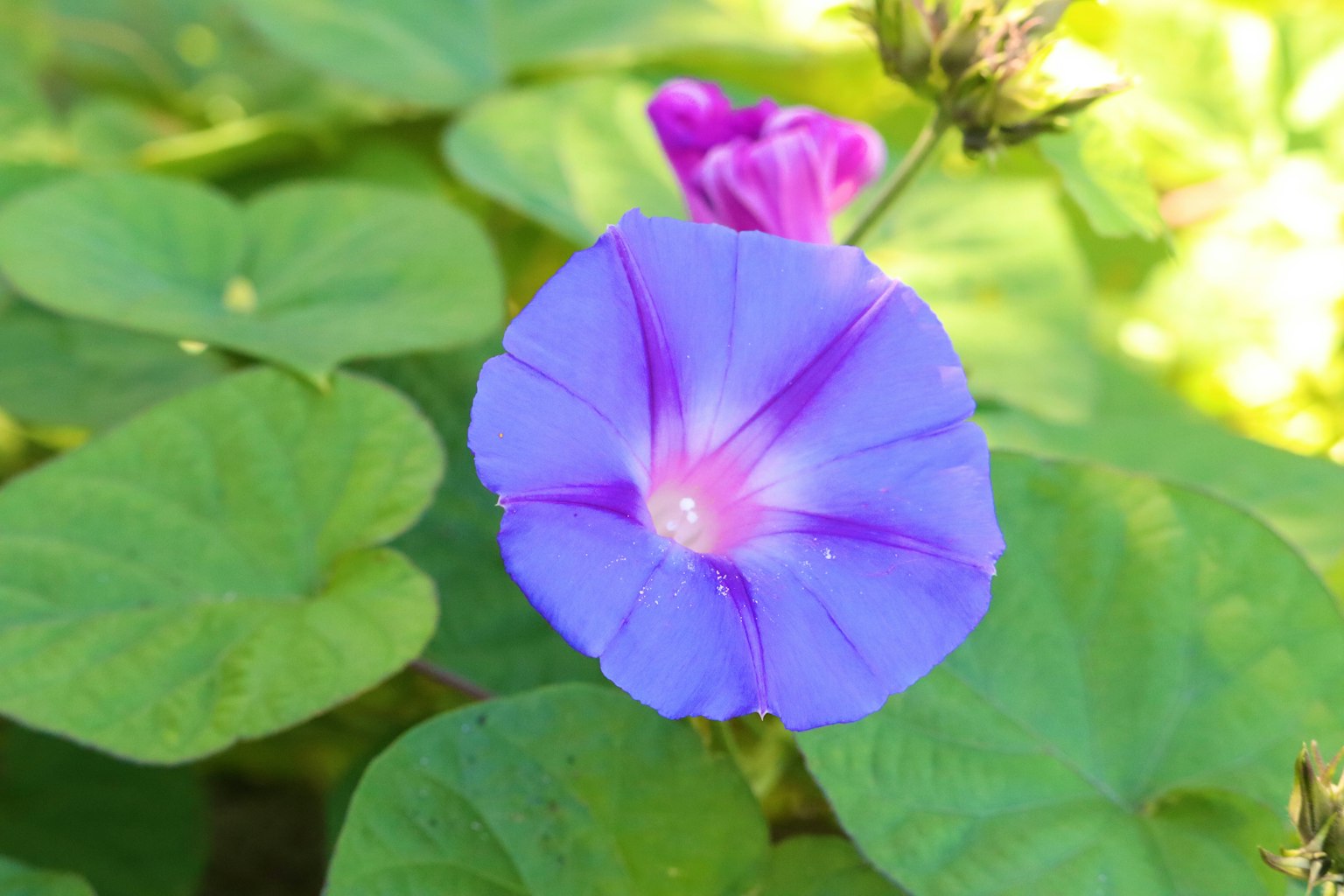Acercamiento de una flor morada con hojas verdes