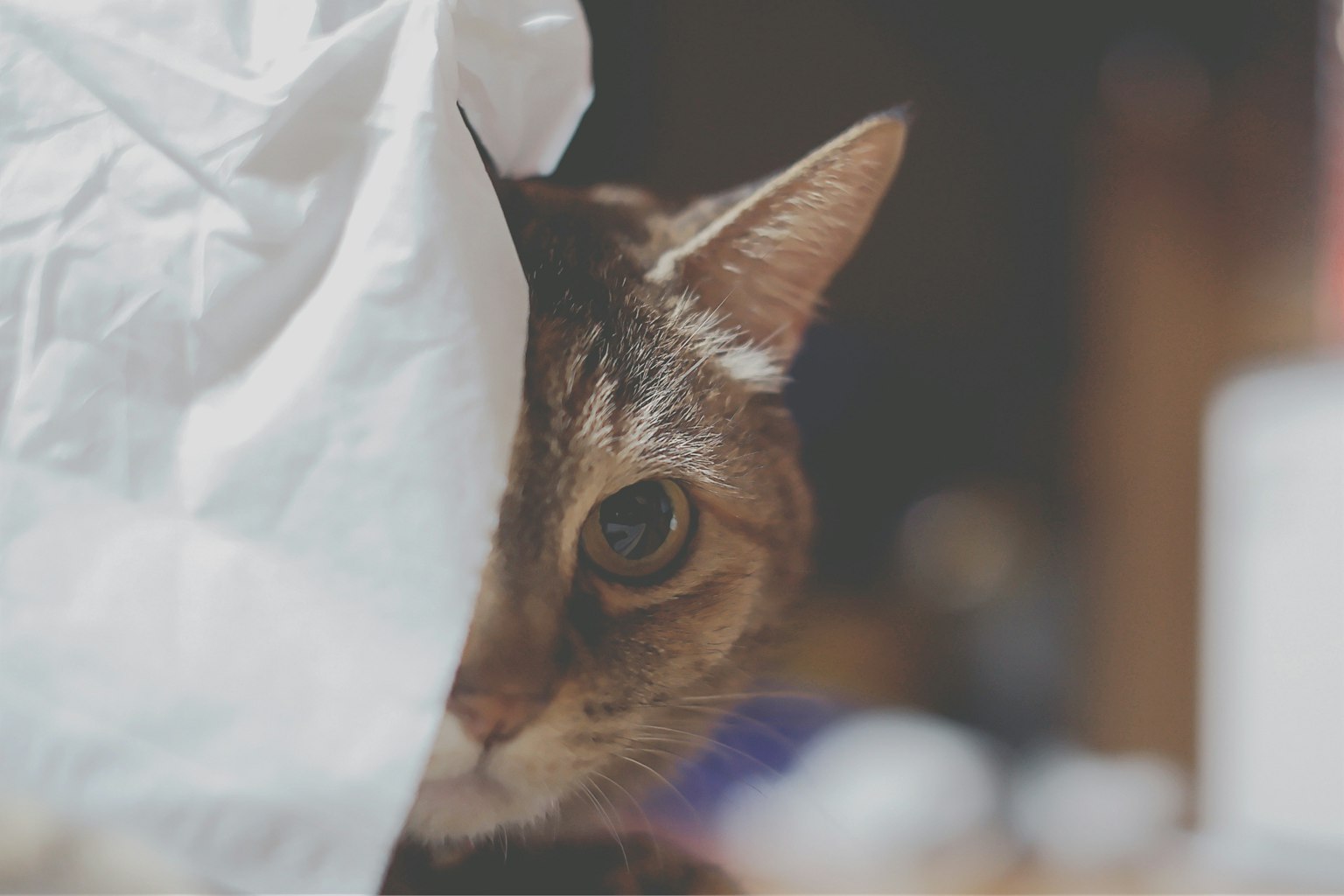 A cat peeking from behind a white cloth