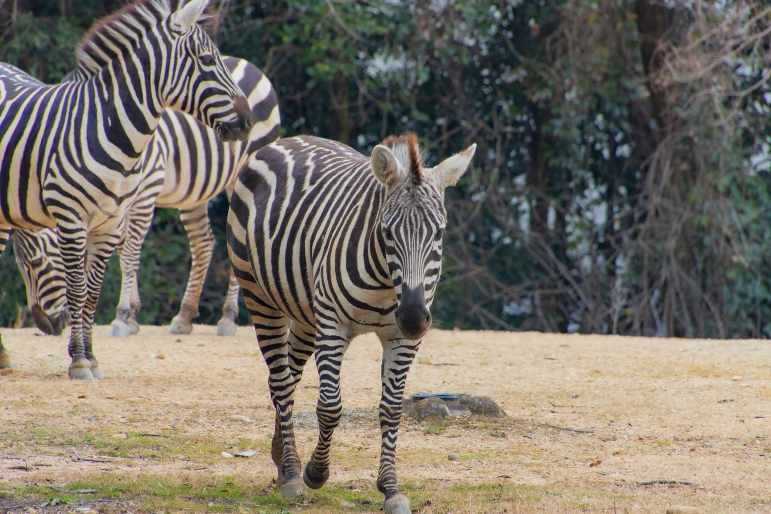 Ein Zebra, das zwischen einer Herde von Zebras auf der Wiese geht