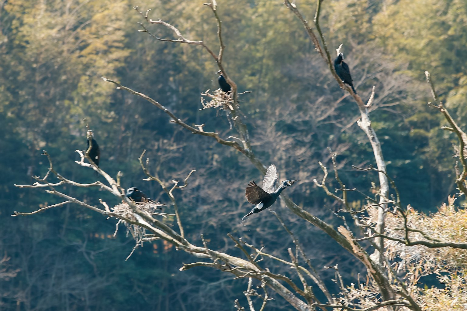 Varios pájaros posados en ramas de árboles con un fondo natural