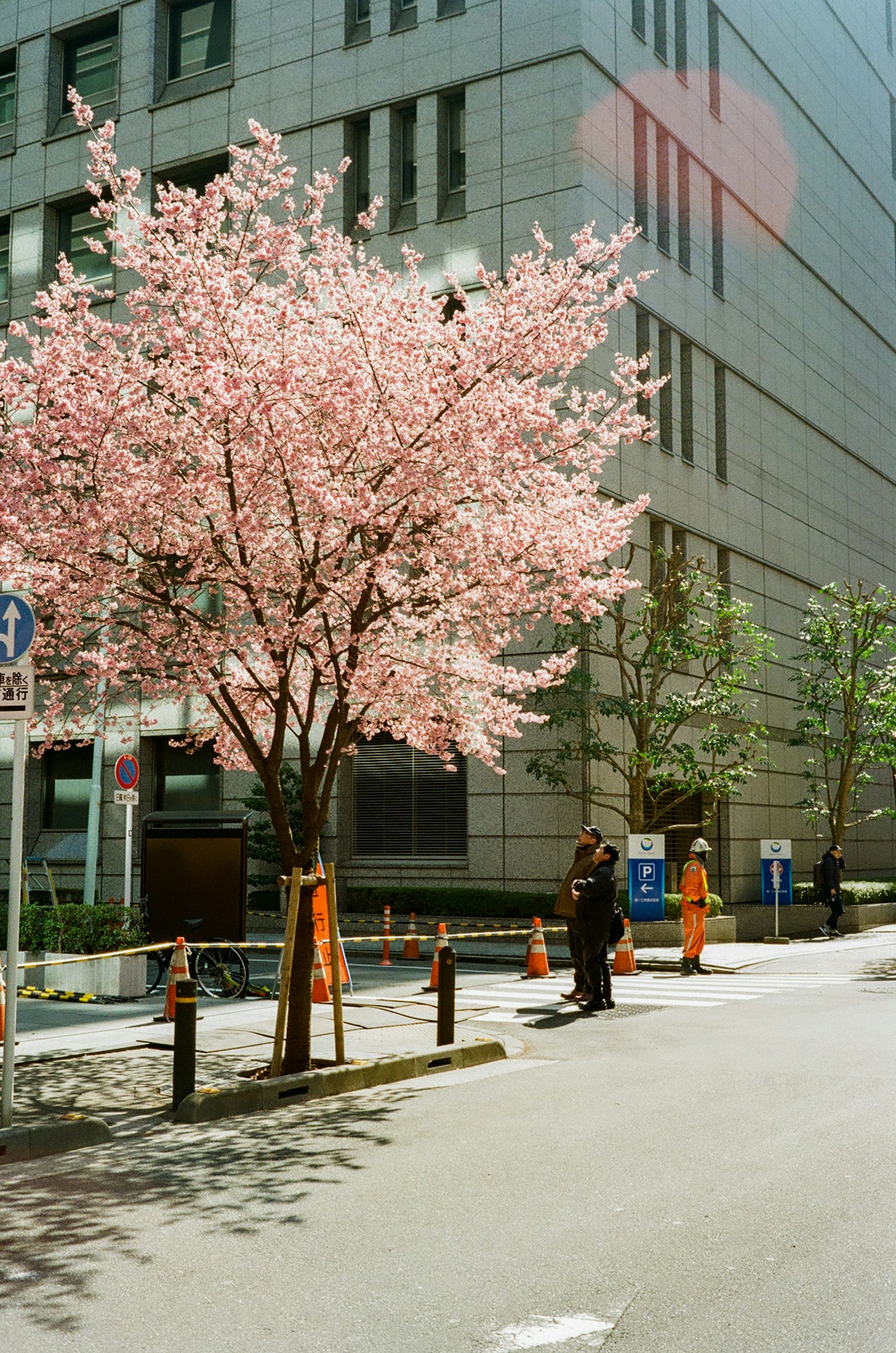 城市角落盛開的櫻花樹，背景是一座現代建築