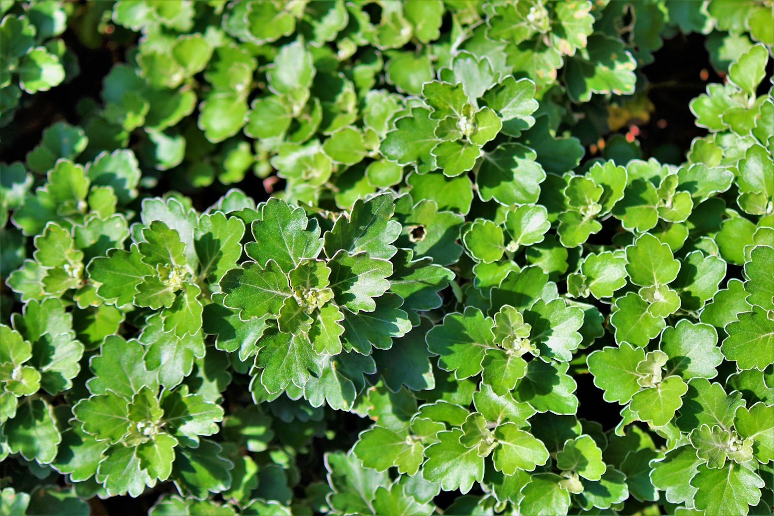 Gros plan sur des feuilles vertes luxuriantes d'une plante