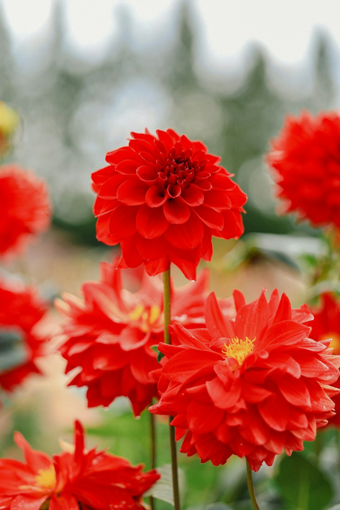赤いダリアの花束のようなクローズアップ
