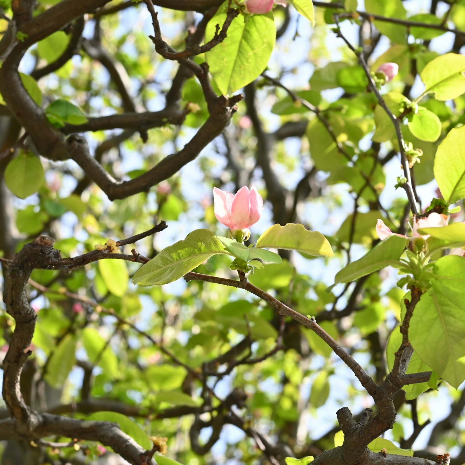 Gros plan de branches avec des fleurs roses claires et des feuilles vertes