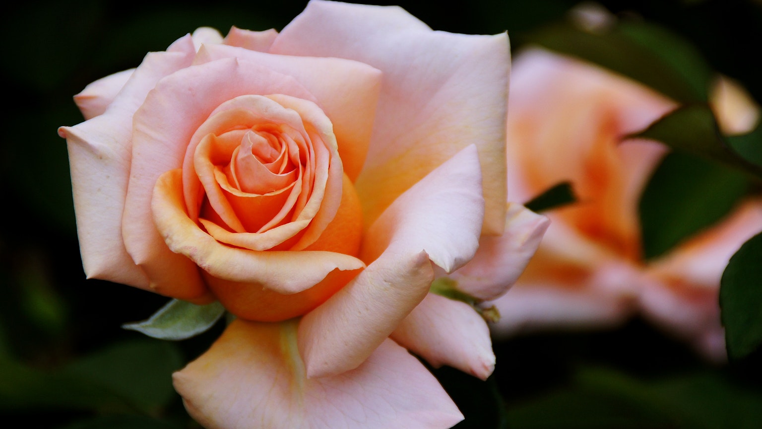 Bild einer blühenden hellrosa Rose mit zarten Blütenblättern