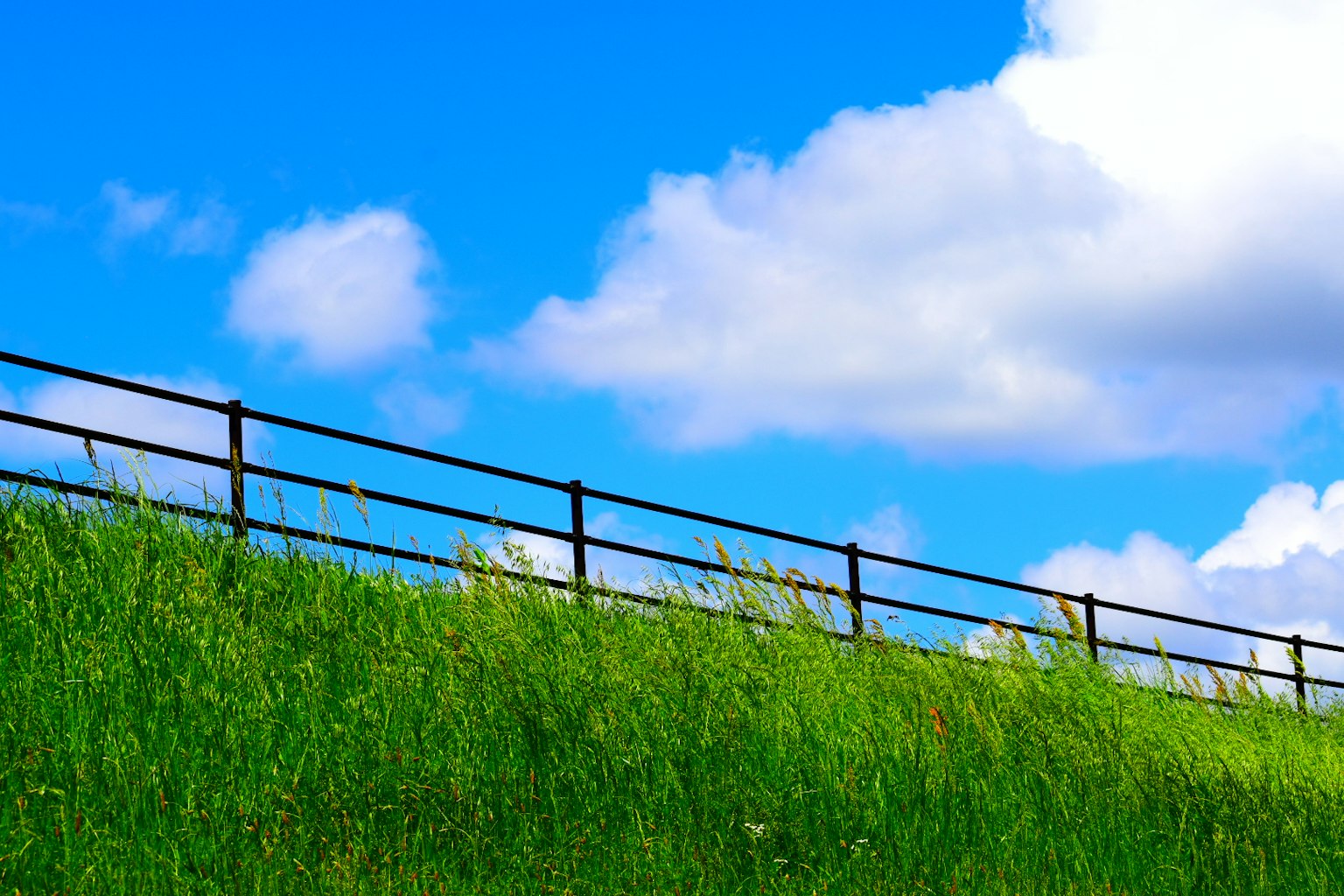 Lebendige grüne Wiese mit einem schwarzen Zaun unter blauem Himmel und weißen Wolken