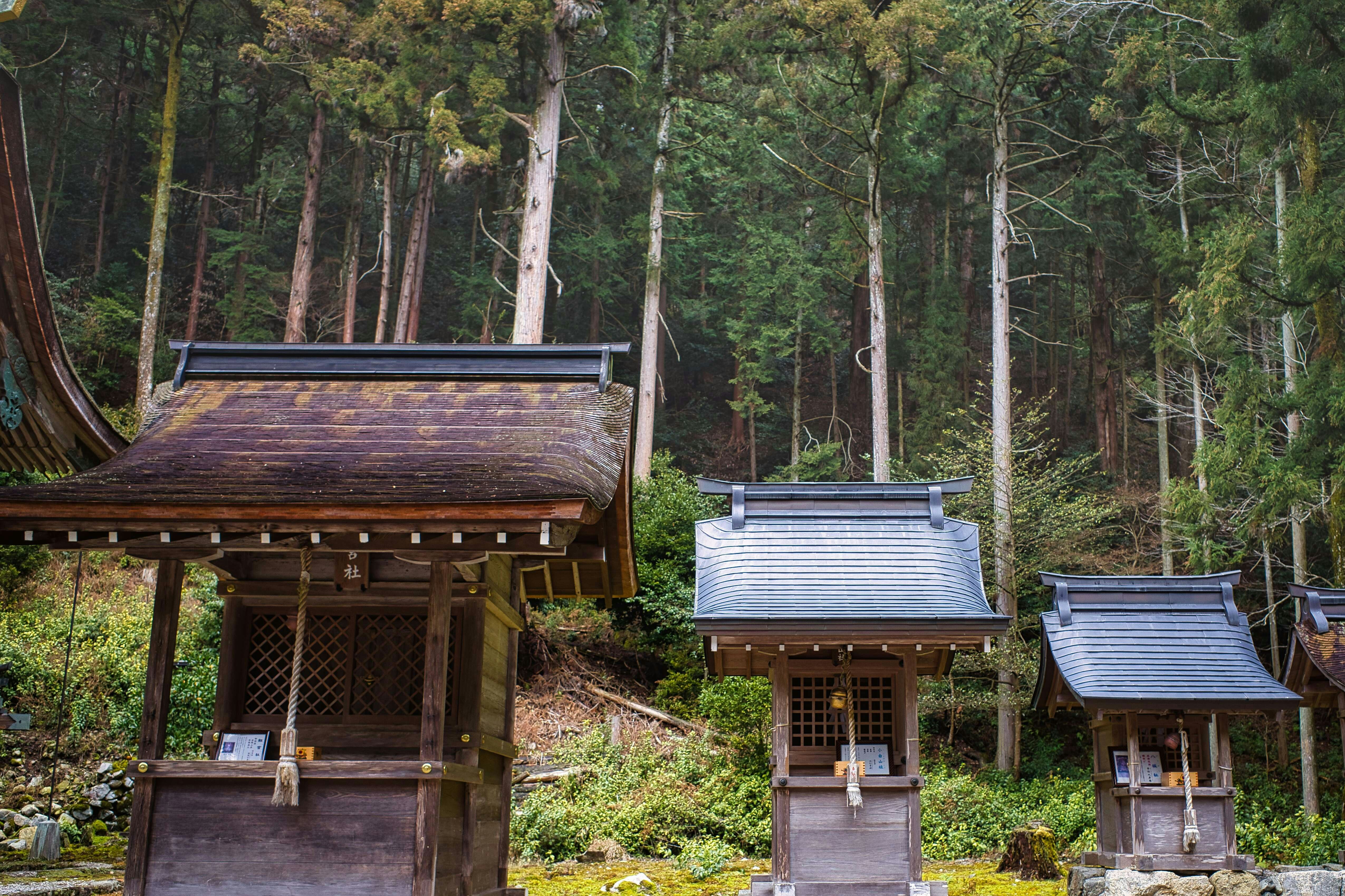 森の中に並ぶ小さな石灯籠と木造の祠