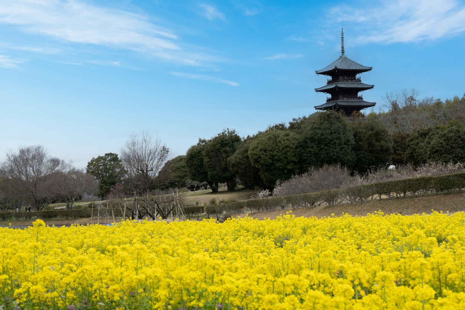 黄色油菜花的风景和背景中的宝塔