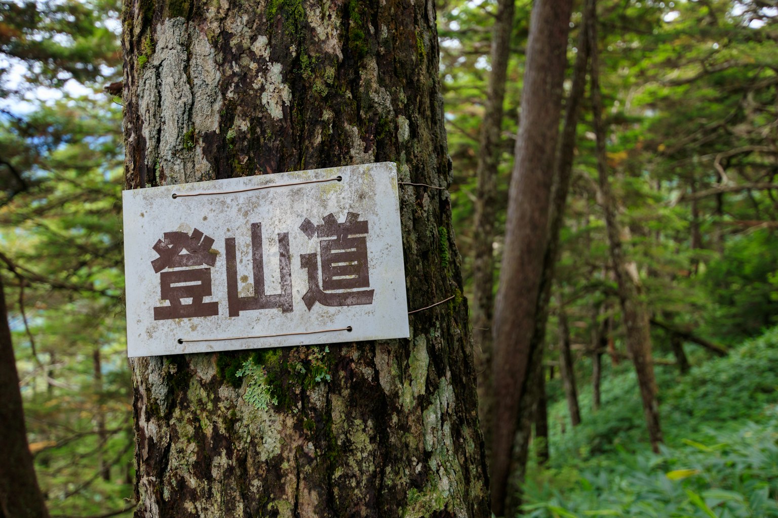 附在树上的徒步旅行标志 周围环绕着绿色植被