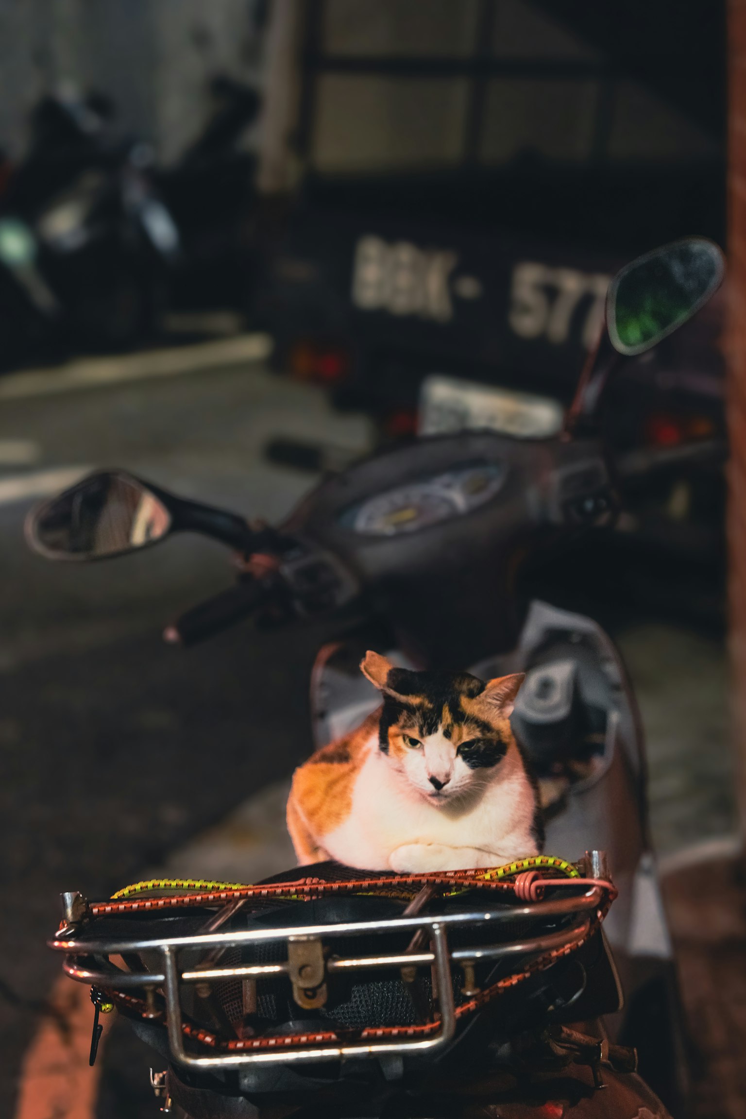 バイクの前かごに座っている三毛猫の写真