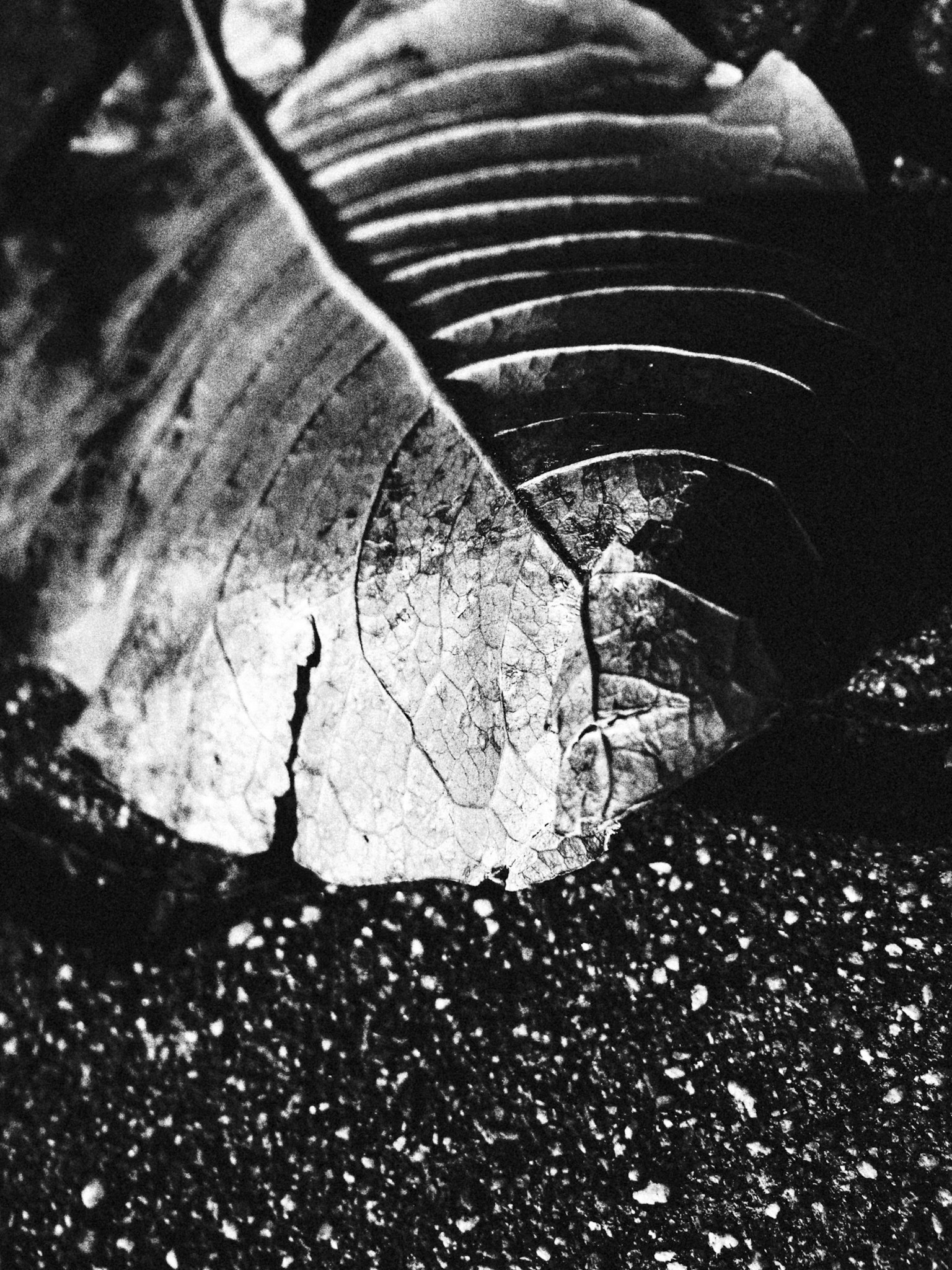 A simple and beautiful image of a black and white leaf resting on the ground