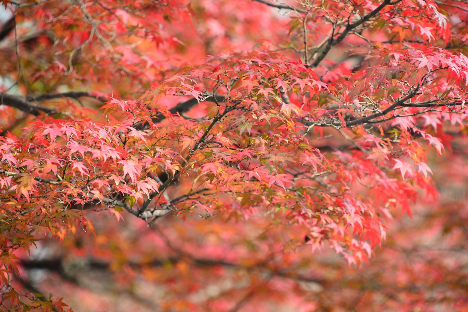 Branches of a tree adorned with vibrant red and orange autumn leaves