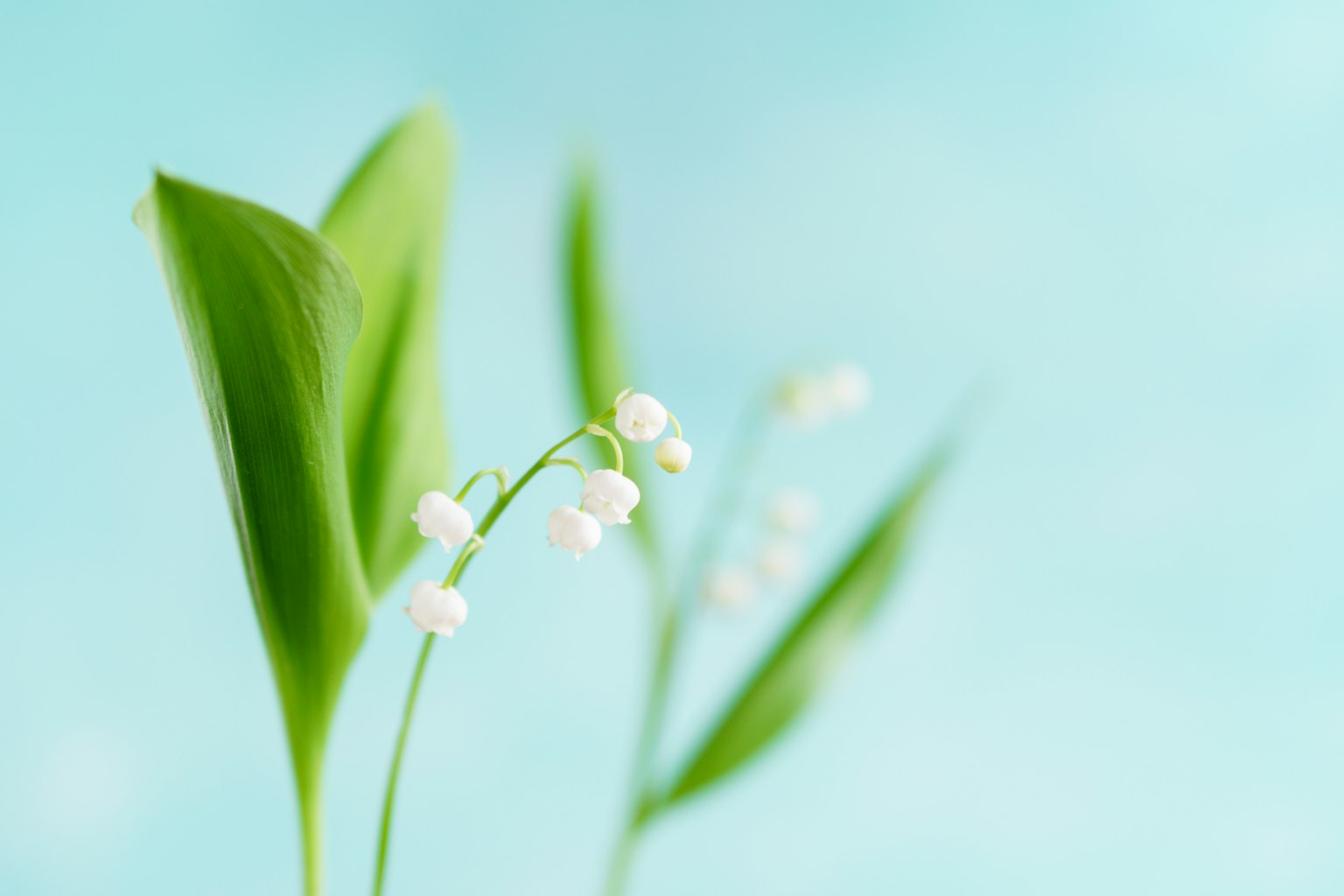 Fiori bianchi di mughetto e foglie verdi su sfondo blu
