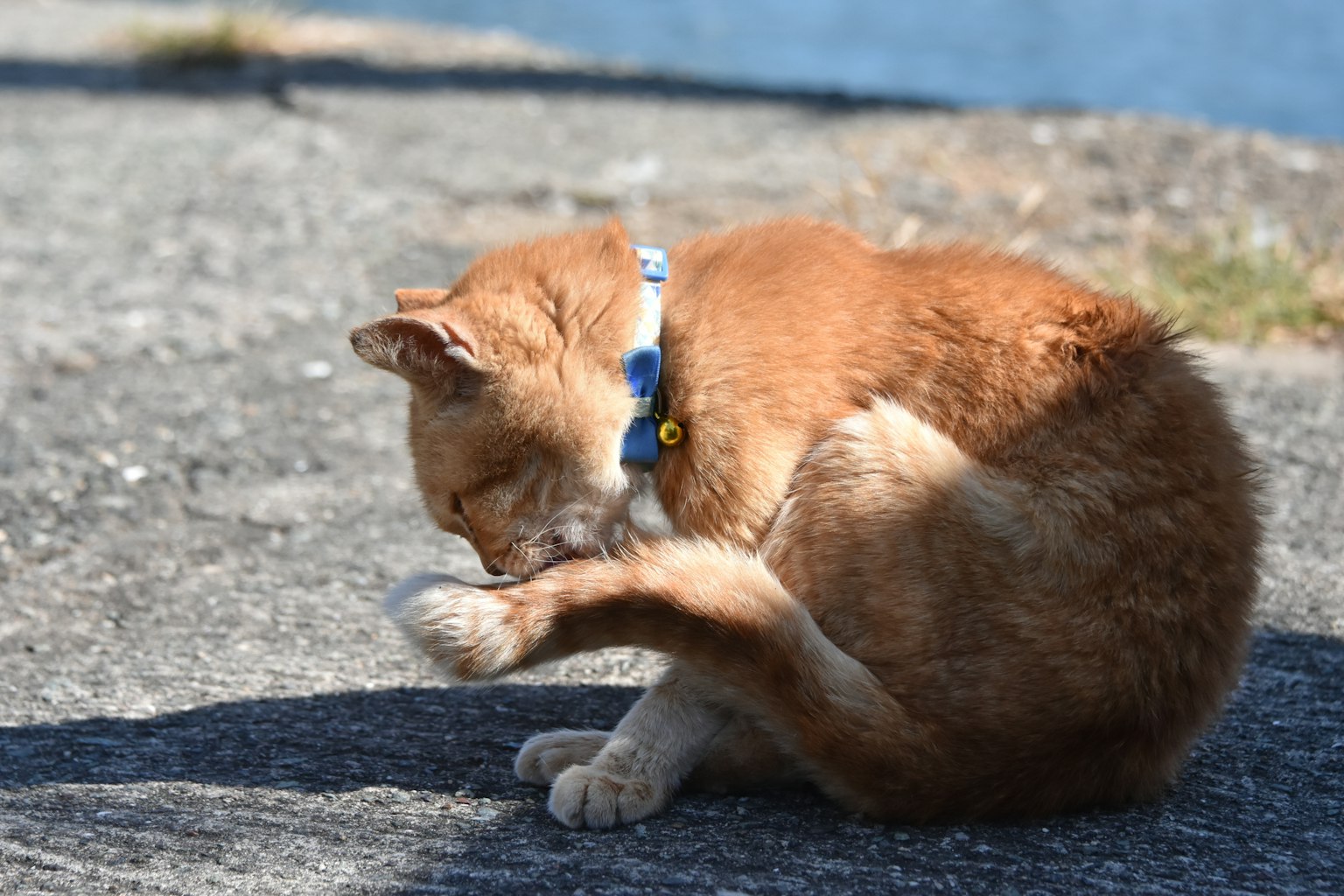 Gato naranja acicalándose la pata en un día soleado