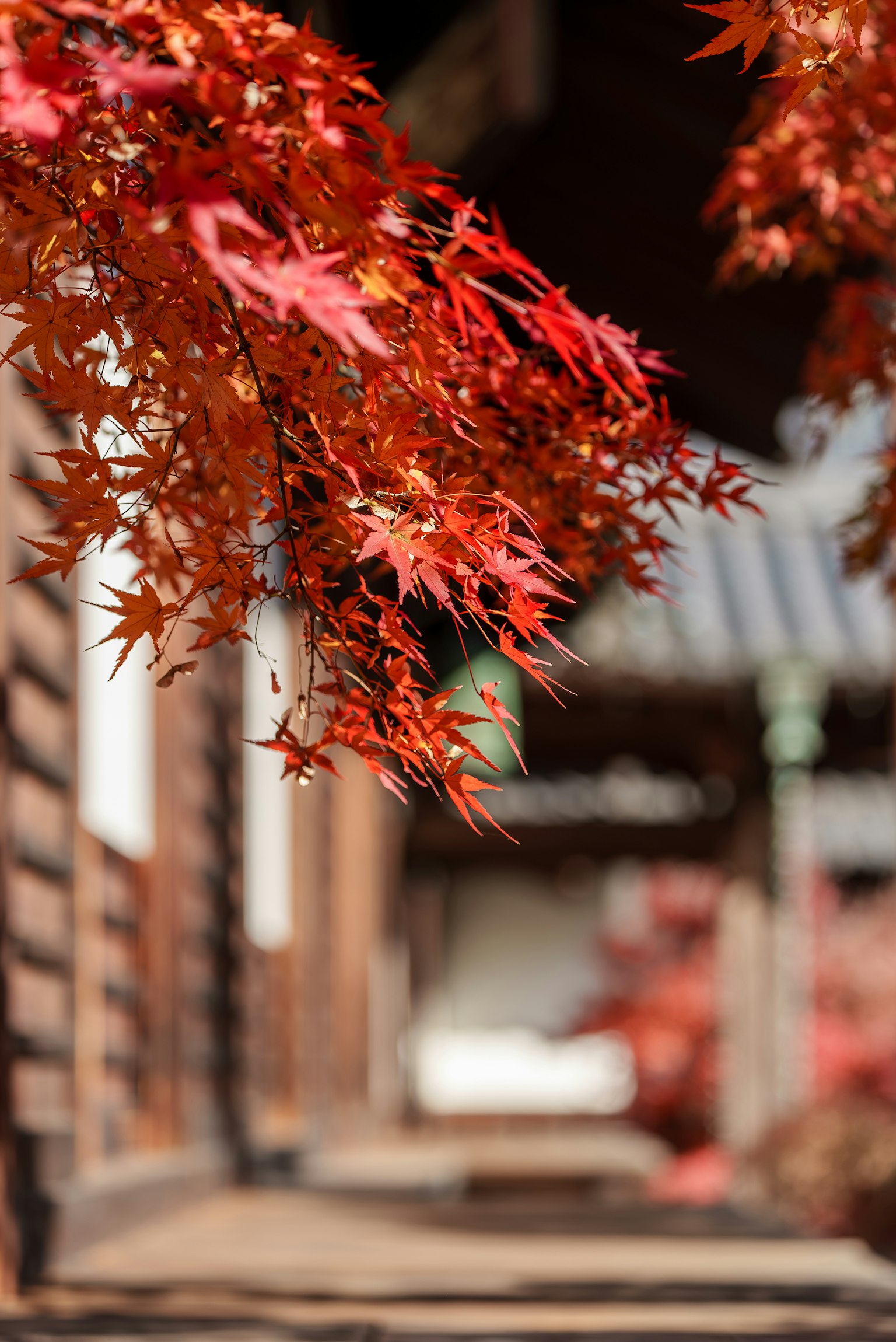 Lebendige rote Ahornblätter vor einem traditionellen japanischen Gebäude
