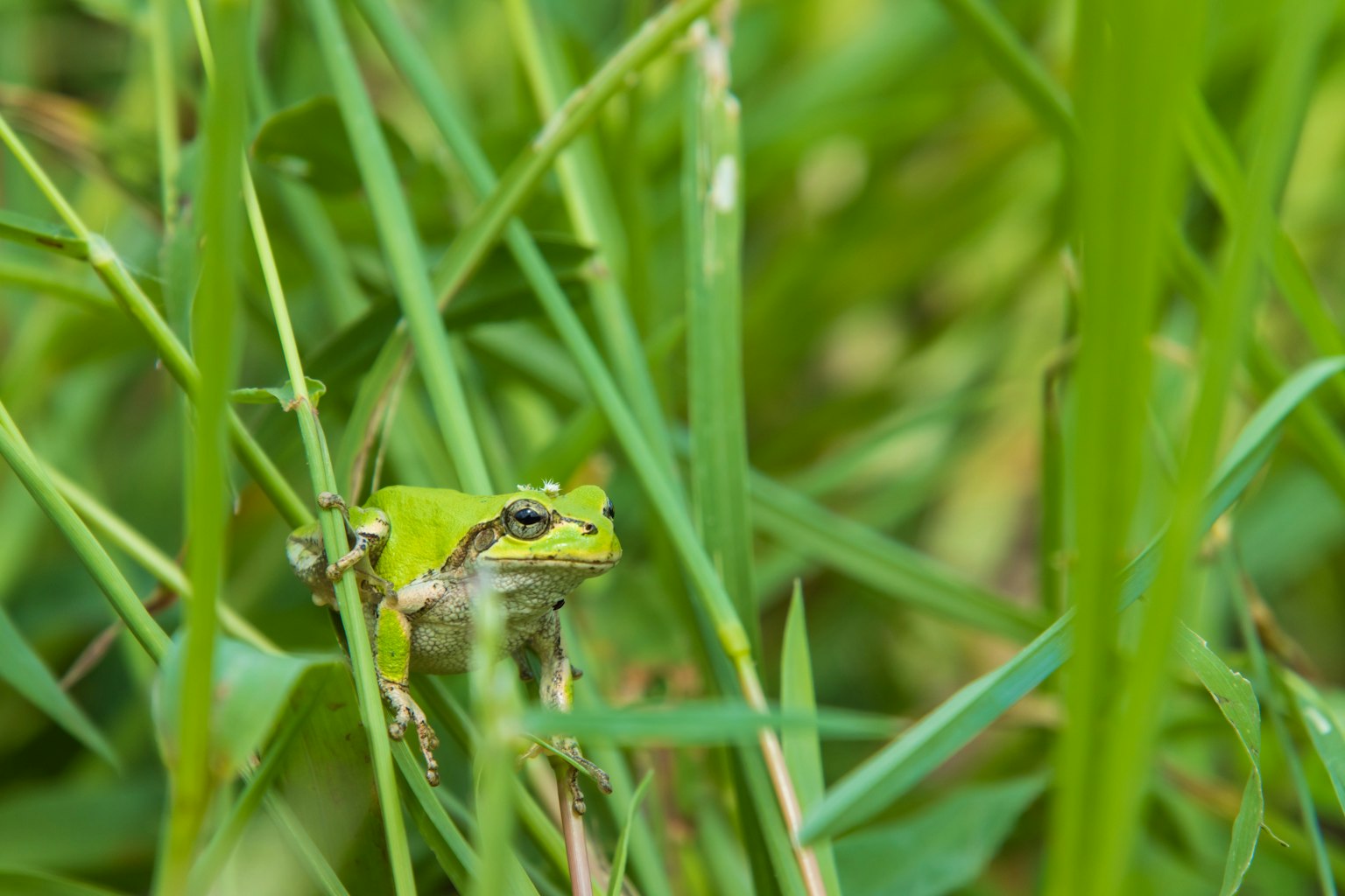 Una rana verde che si nasconde tra l'erba alta