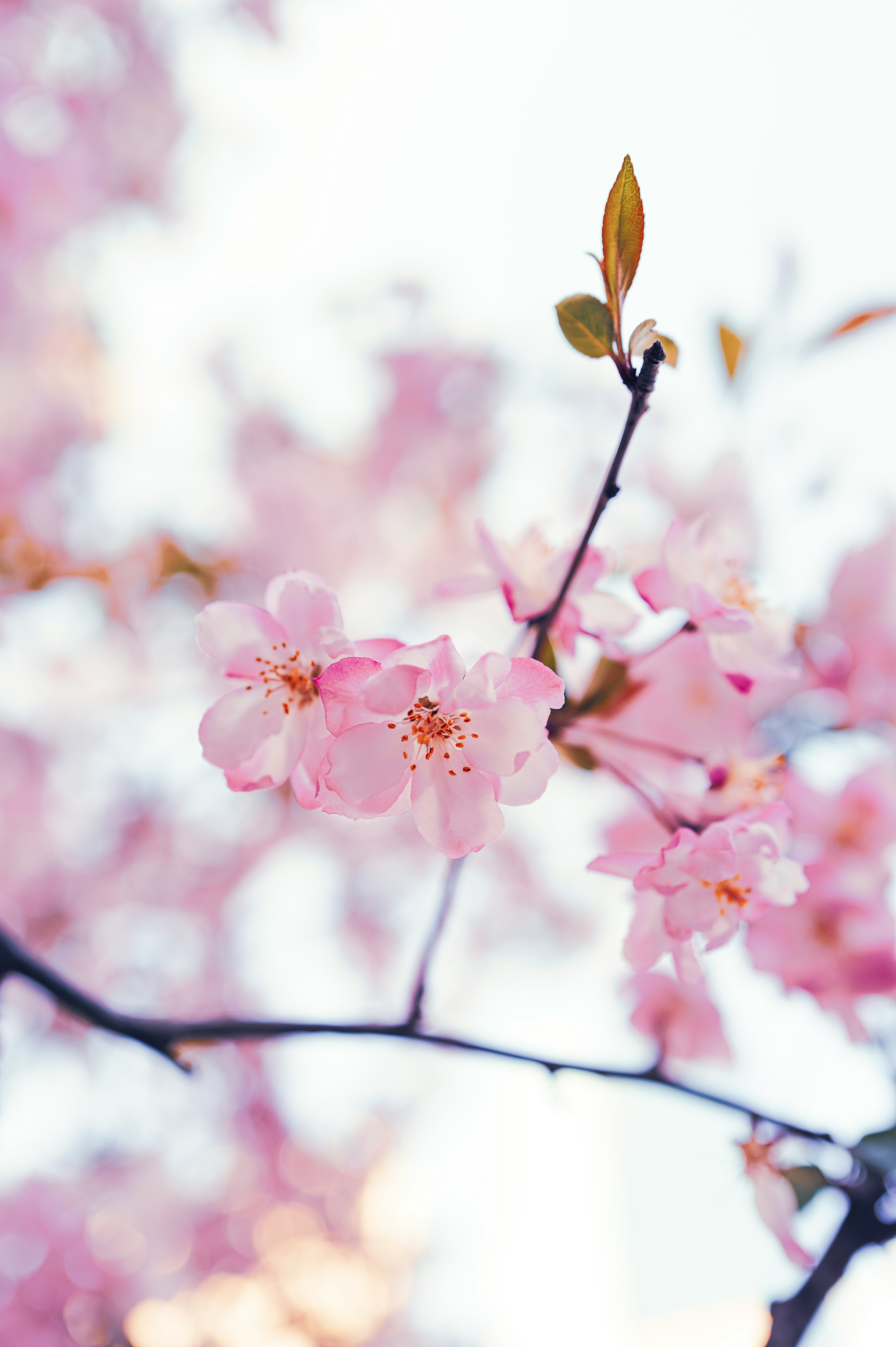 ピンクの花びらが舞う桜の枝先のアップ
