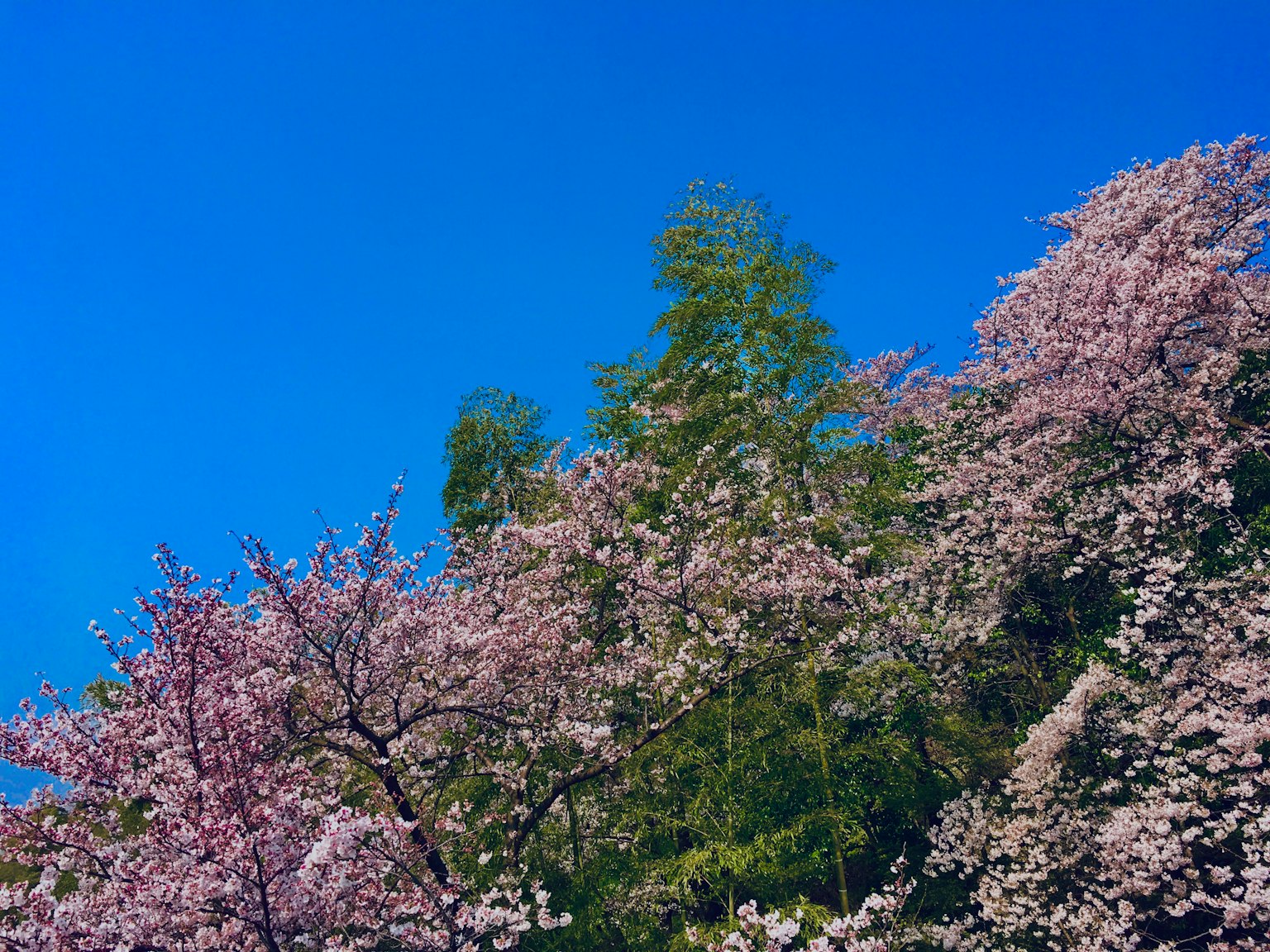 Pohon sakura yang mekar di bawah langit biru yang cerah