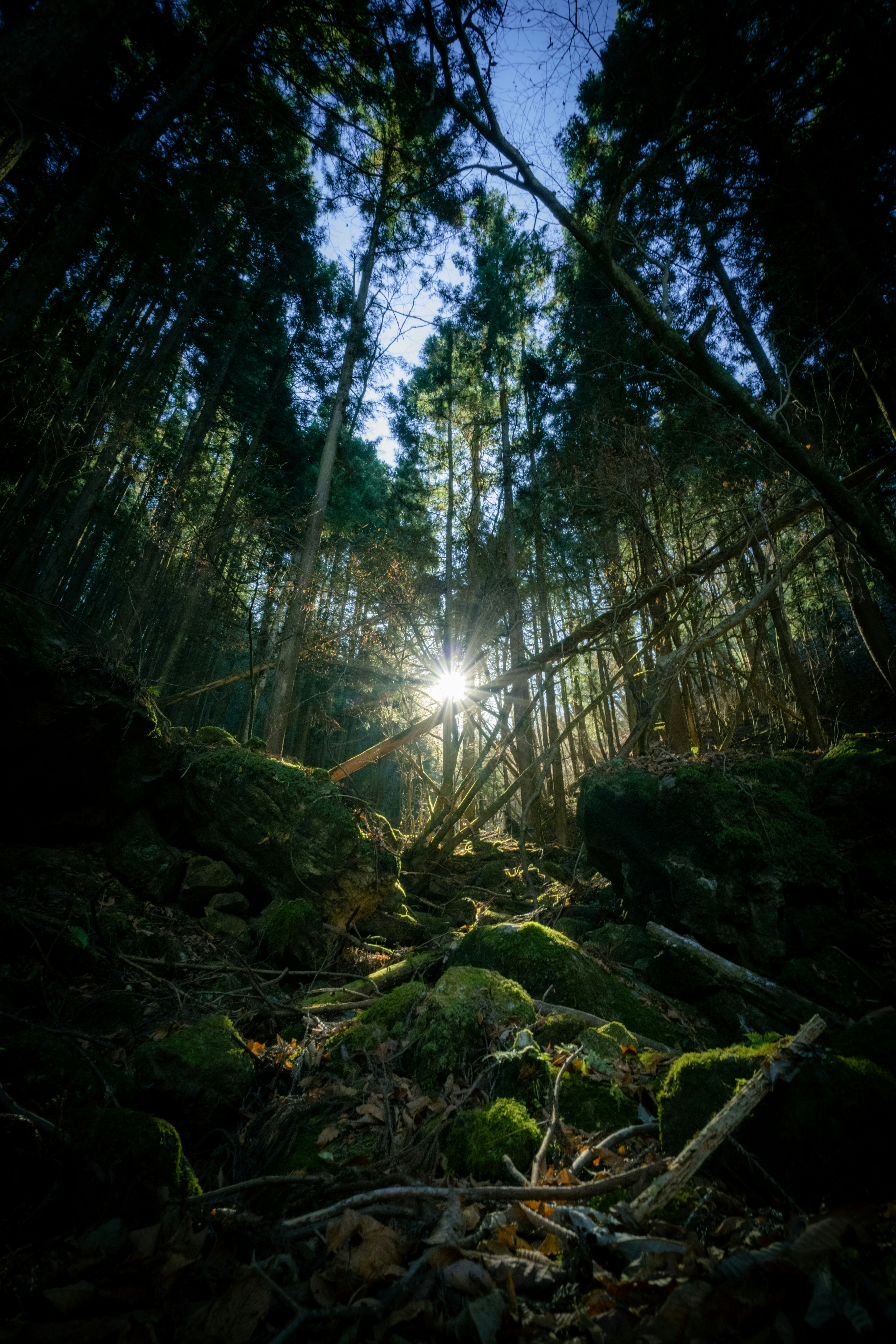 もののけの森のような鬱蒼とした竹林の奥で木漏れ日が差す風景