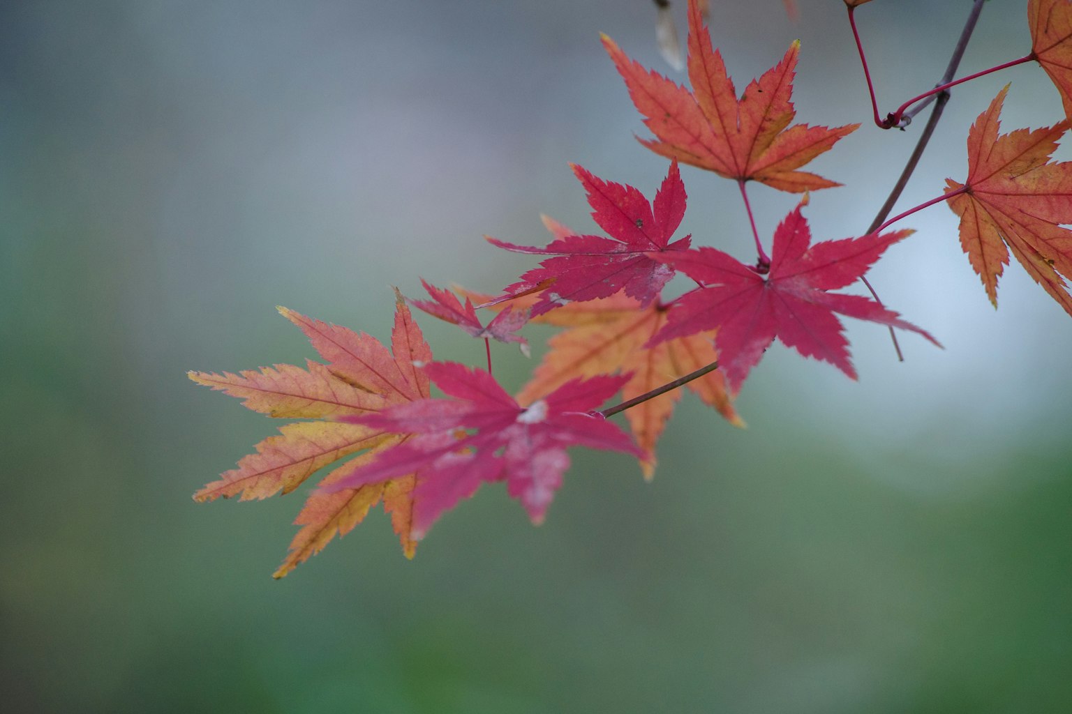 楓葉在樹枝上呈現出鮮豔的紅色和橙色