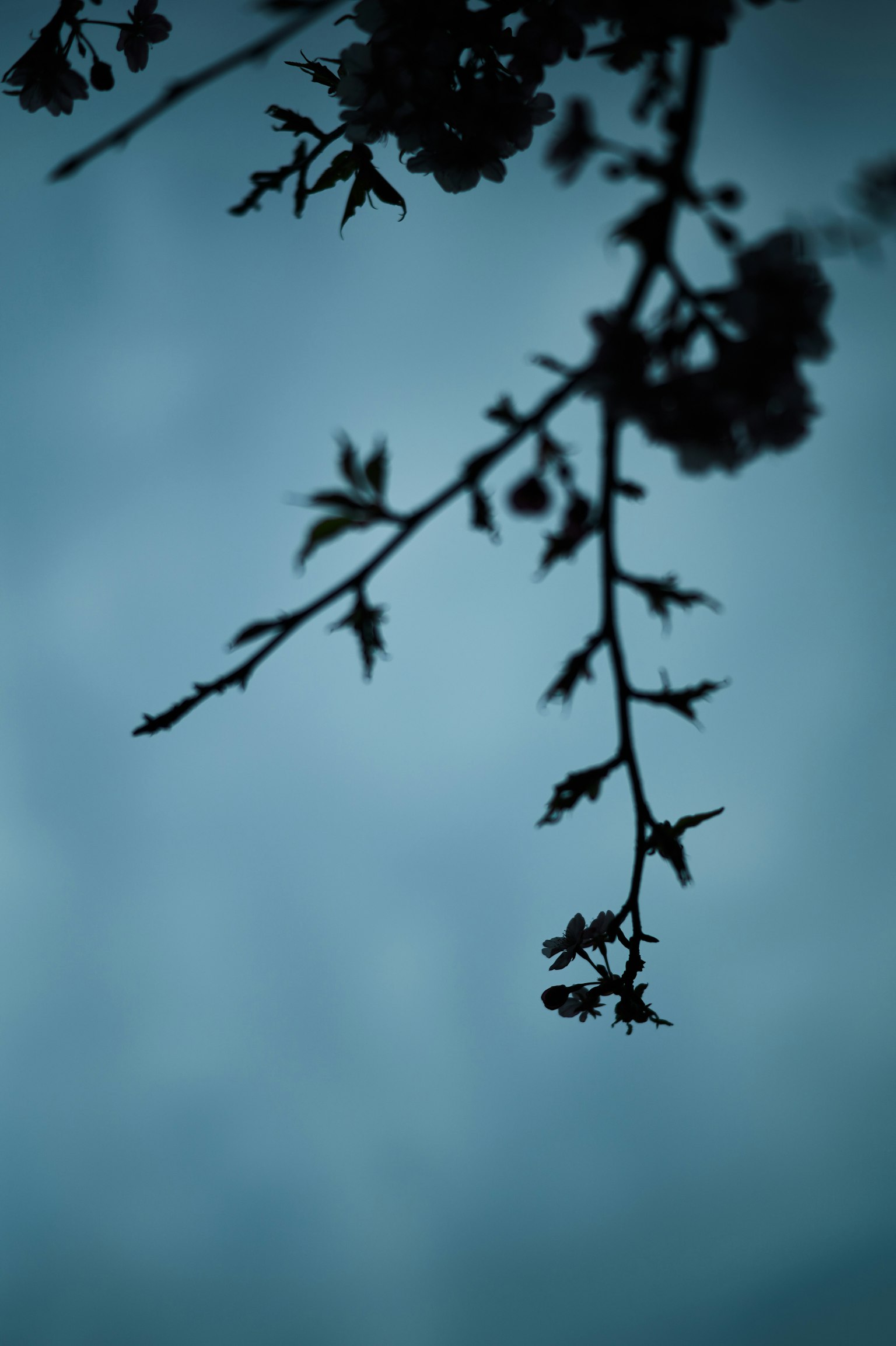 Silhouette di un ramo fiorito su uno sfondo blu