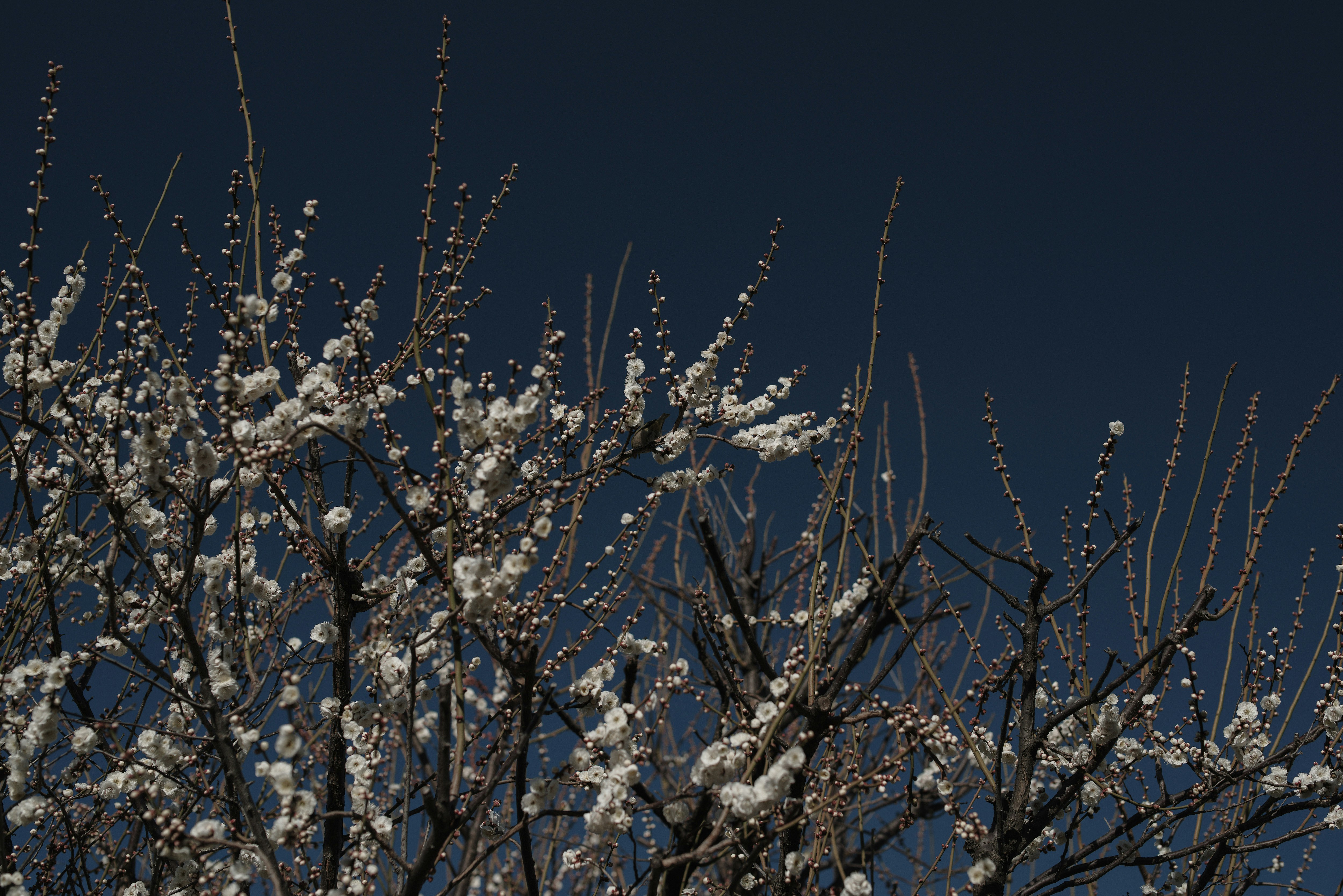 white blossoms on branches against a deep blue sky
