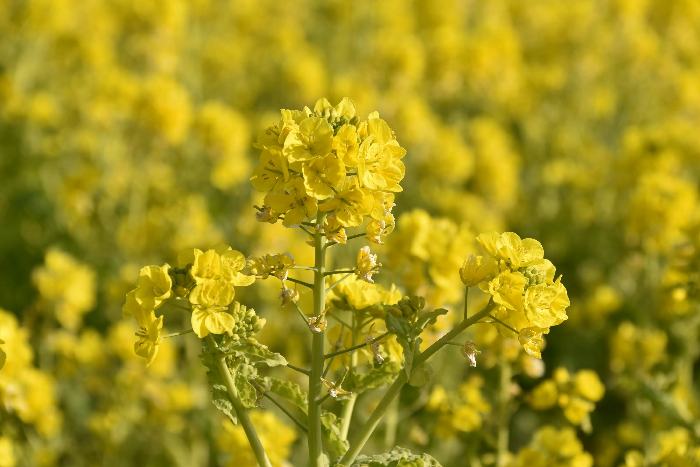 菜の花畑の中で咲く黄色い花のクローズアップ