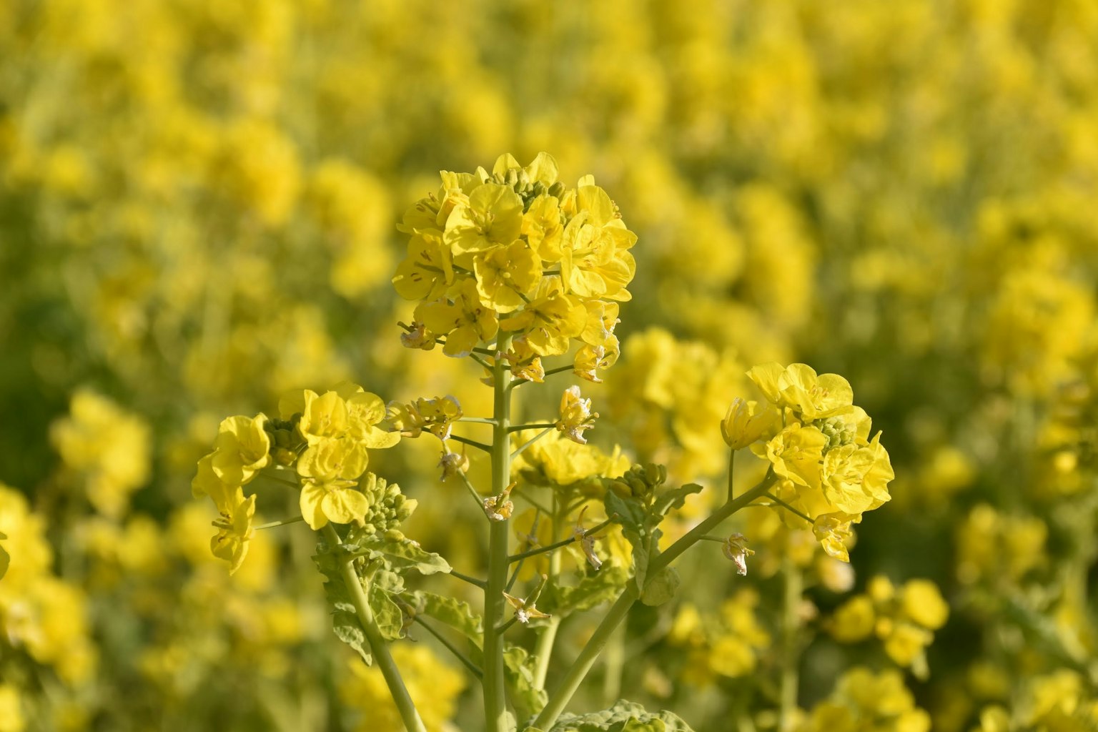 Primo piano di fiori gialli brillanti in un campo di colza
