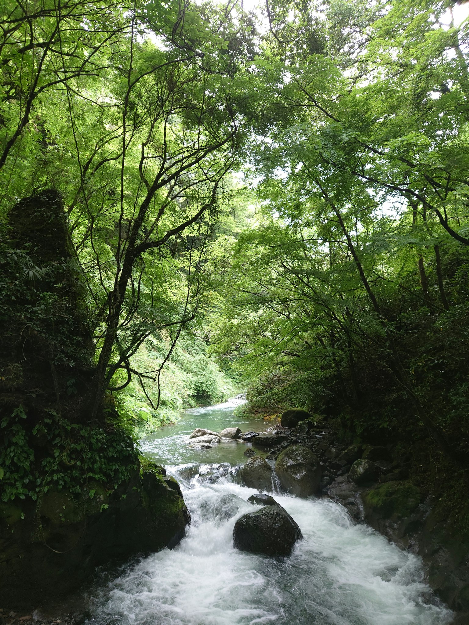 Une rivière coulant entourée d'arbres verts luxuriants