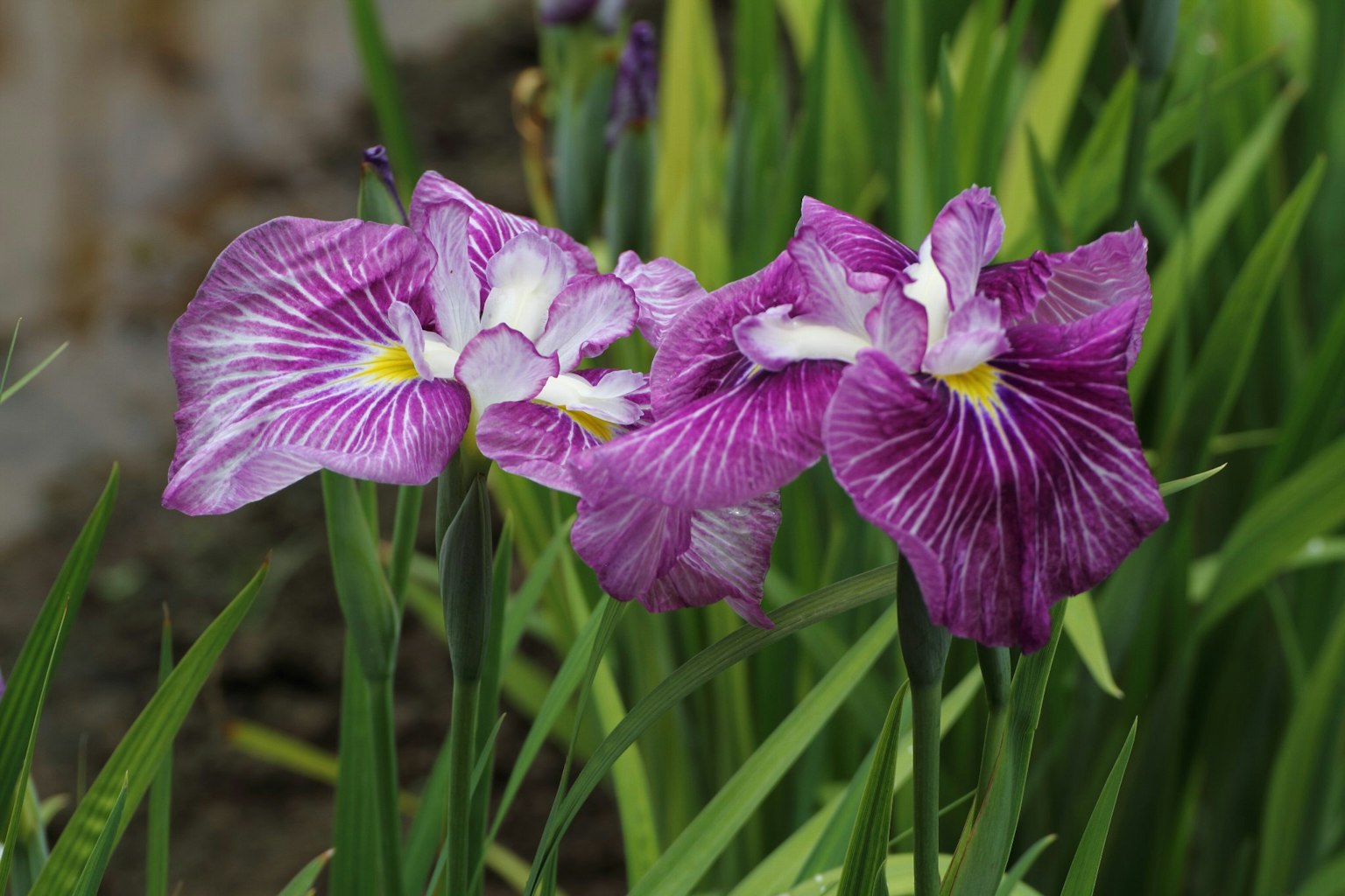 Nahaufnahme von blühenden lila Irisblumen