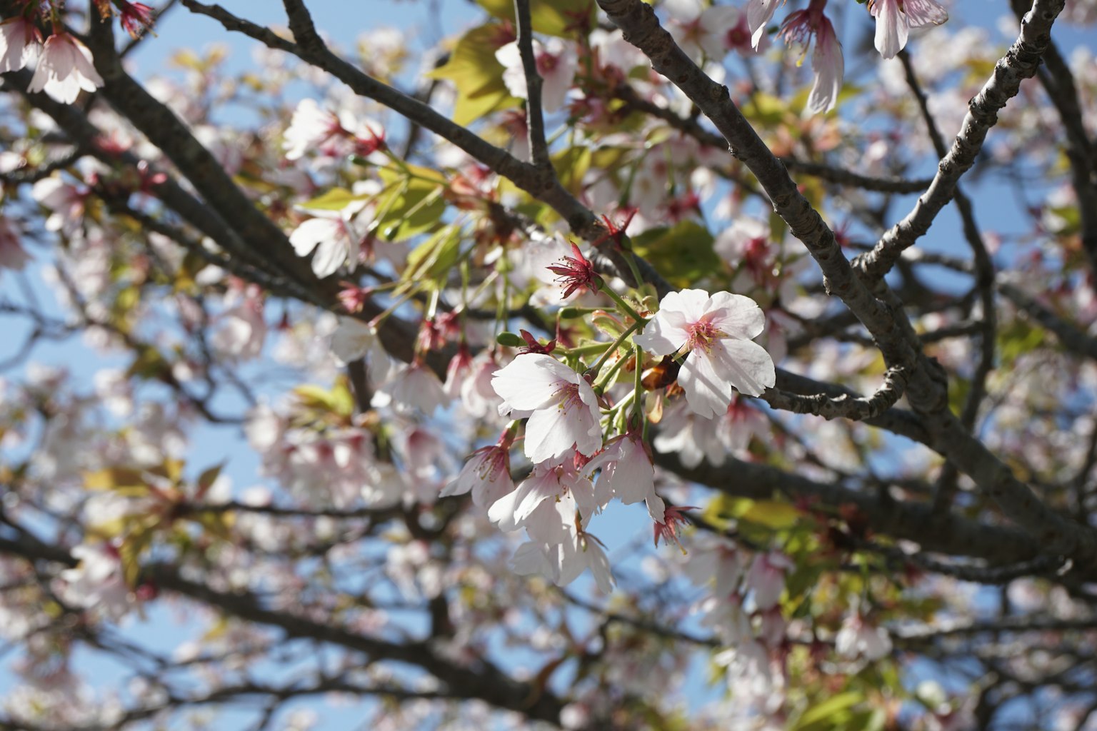 Kedekatan bunga sakura di cabang dengan latar belakang langit biru