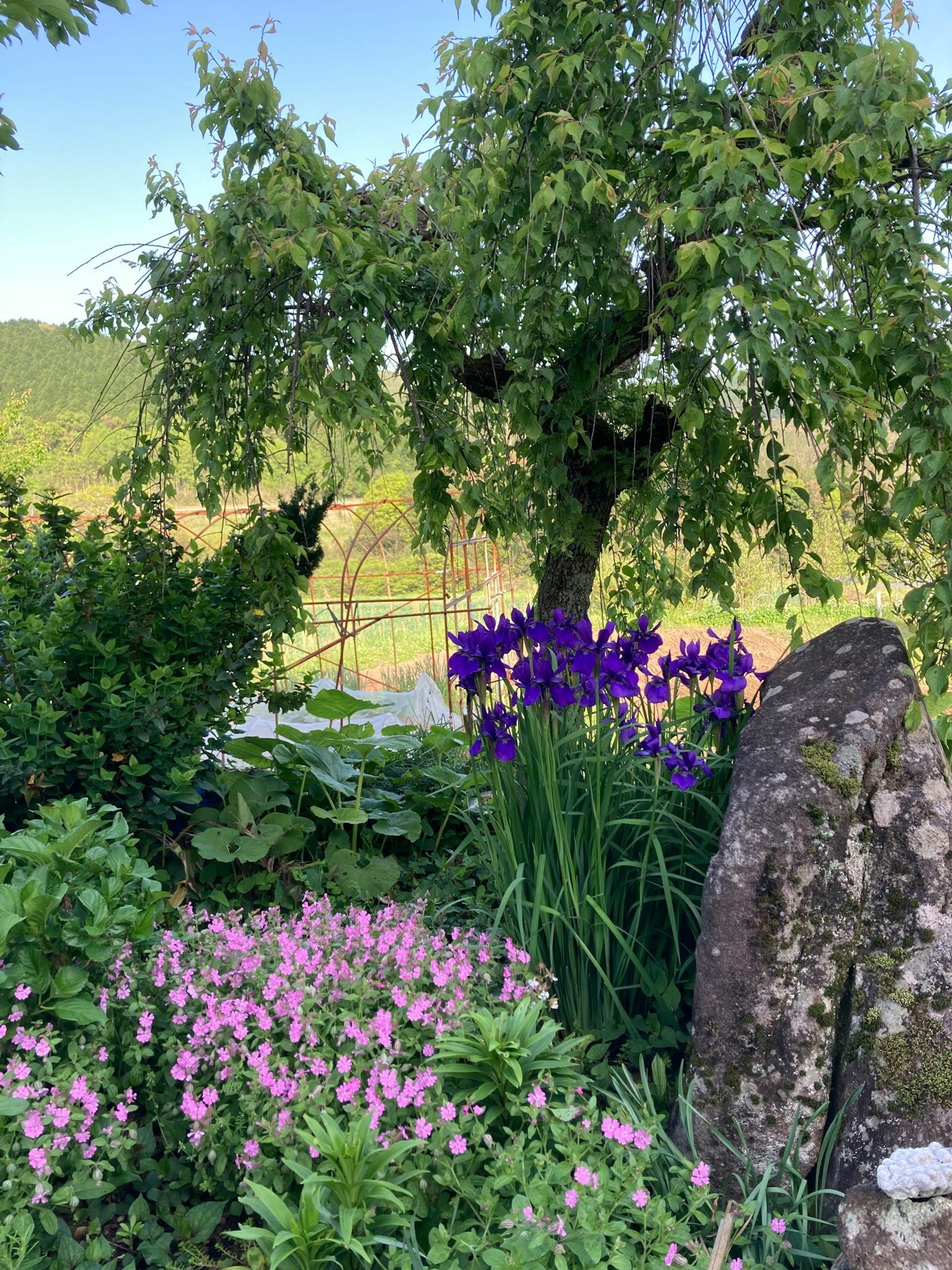 Scena di giardino lussureggiante con iris viola e fiori rosa