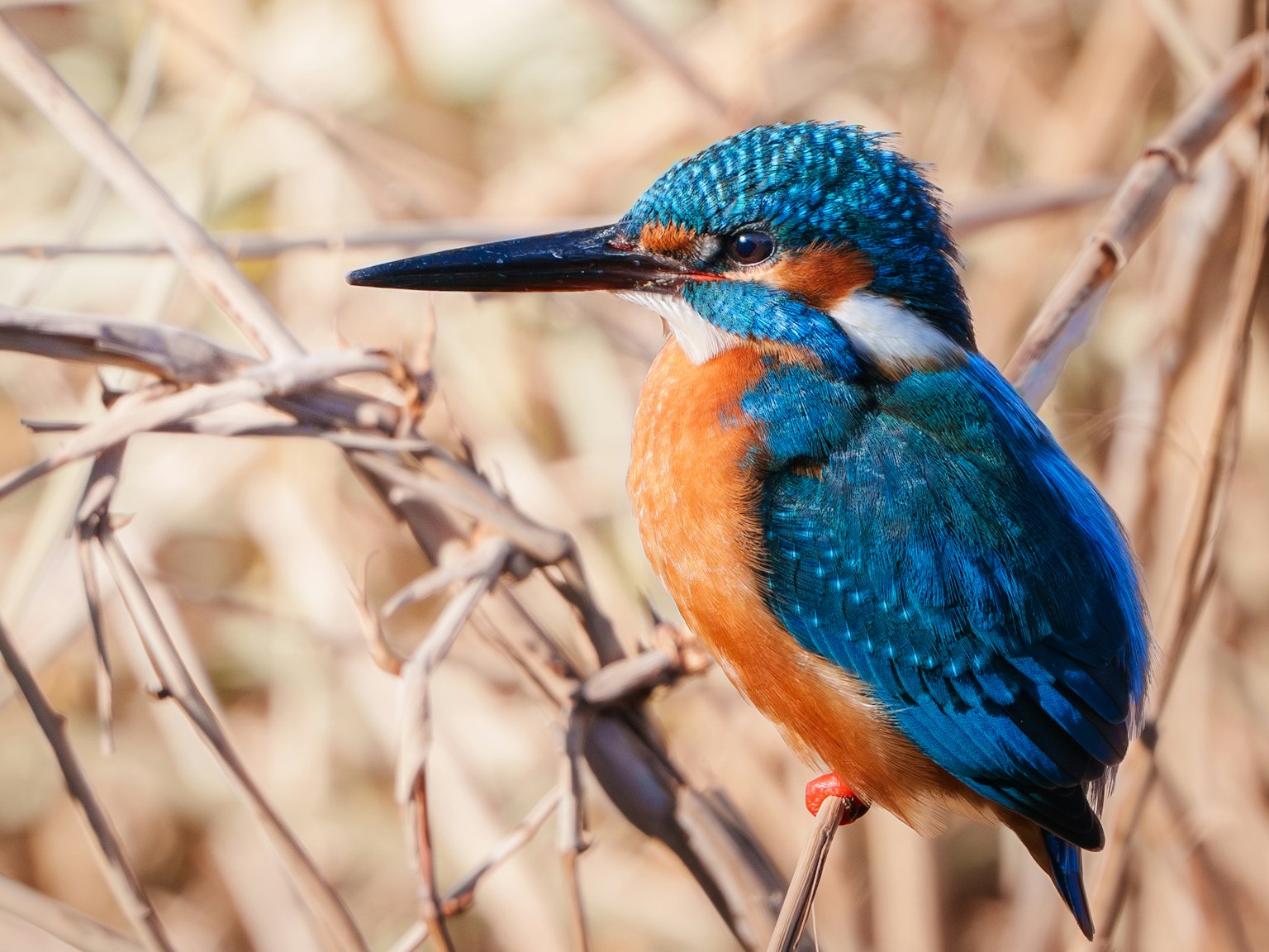 Un martin-pêcheur avec des plumes bleues et une poitrine orange perché sur une branche