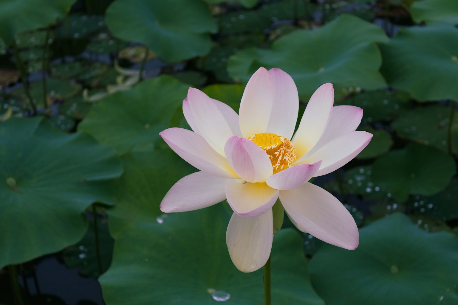 美丽的莲花漂浮在水面上