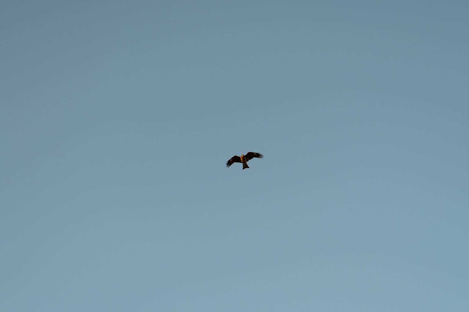 Silueta de un halcón volando contra un cielo azul