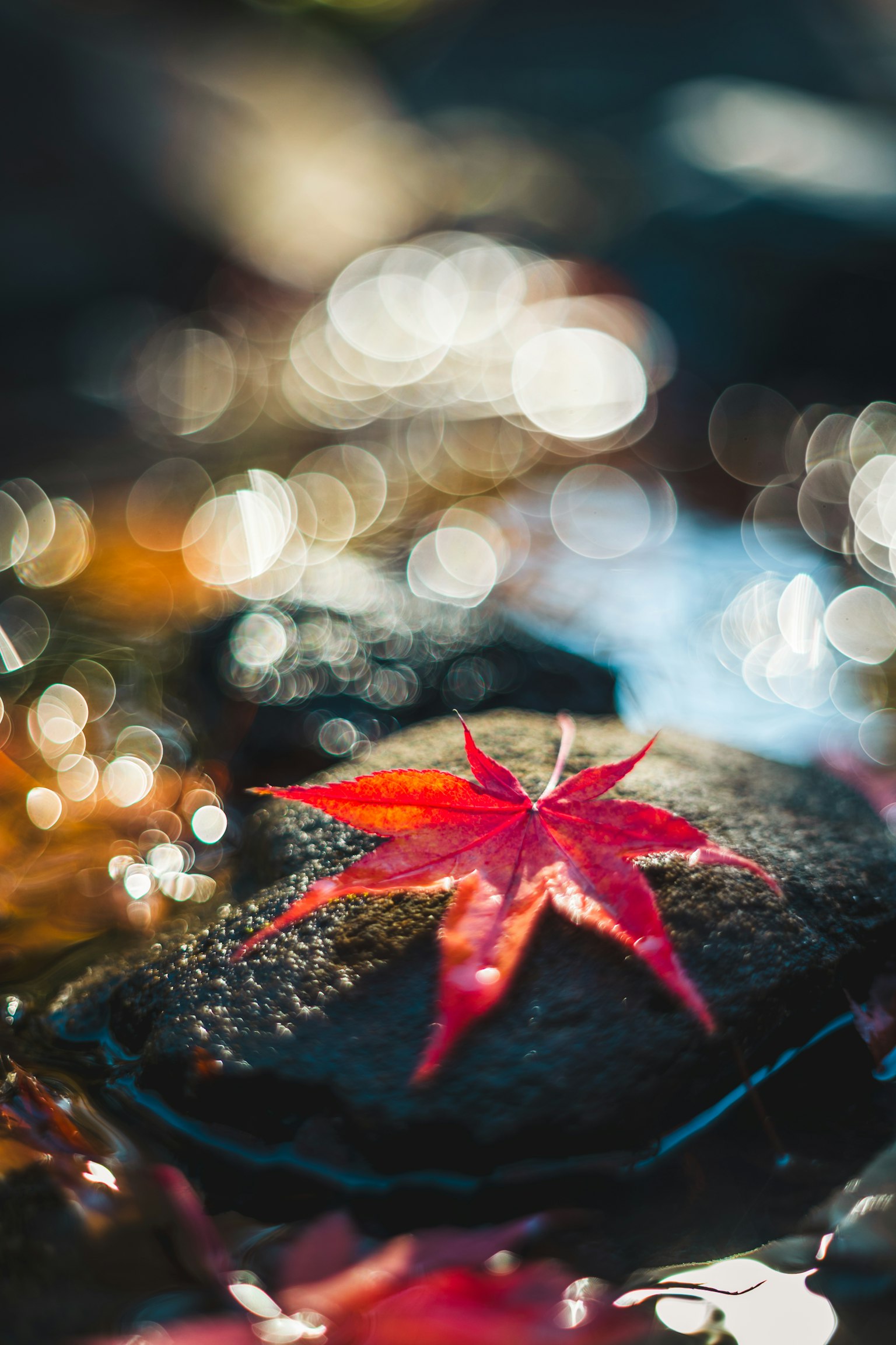 A vibrant red maple leaf resting on a rock surrounded by shimmering water
