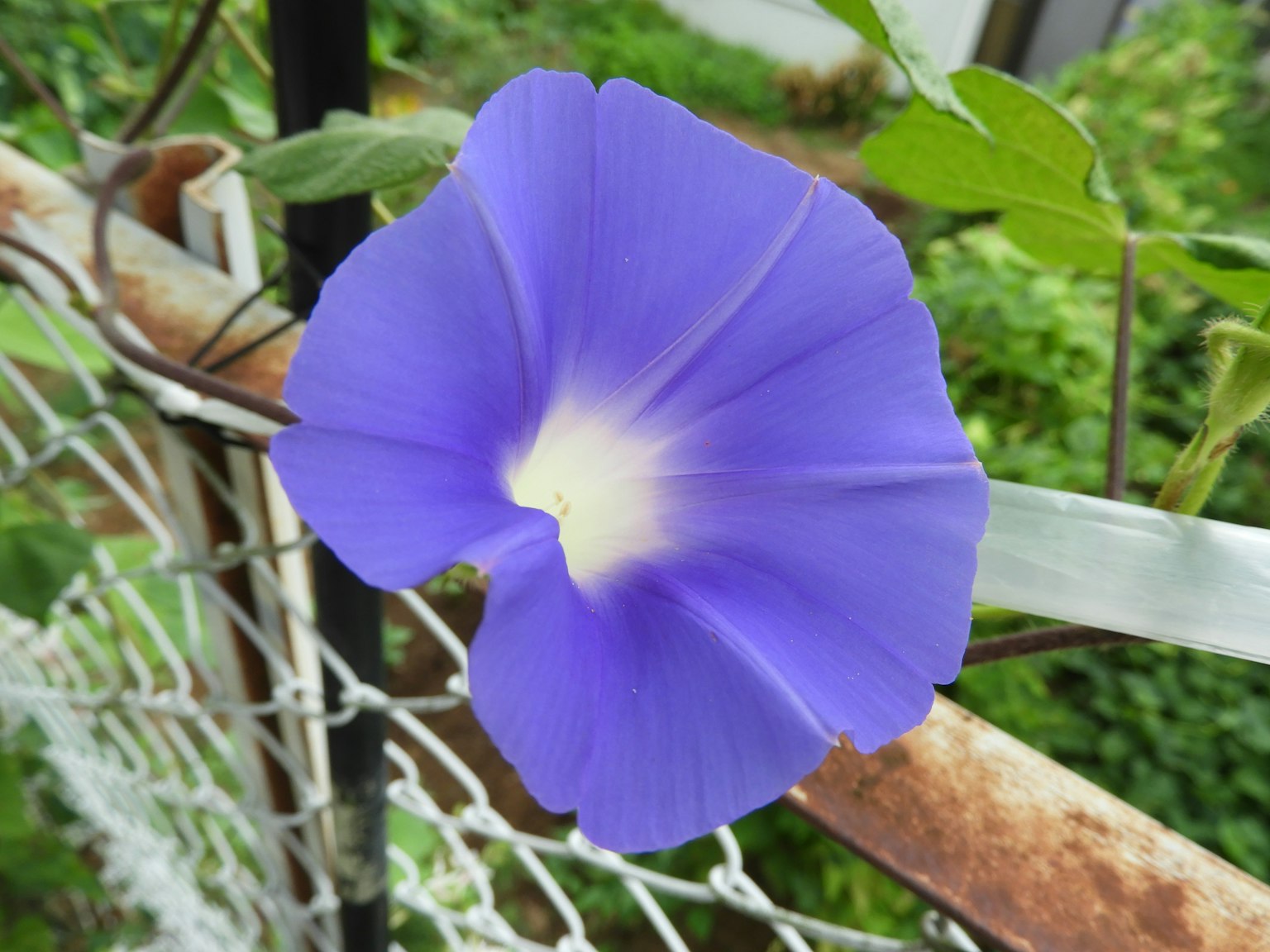 Fleur violette avec un centre blanc présentant la belle-de-nuit