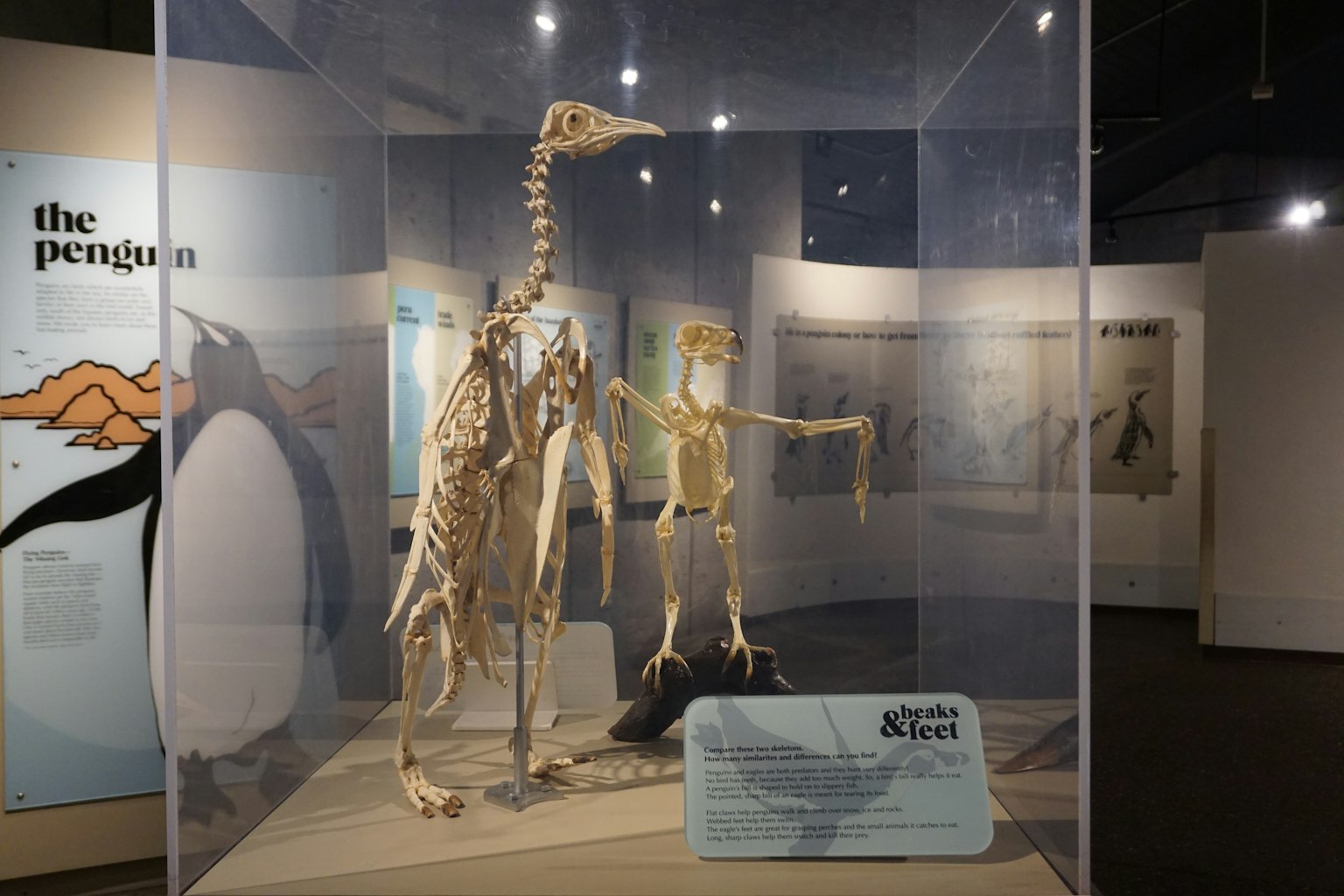 Kerangka penguin dan burung yang dipajang di museum