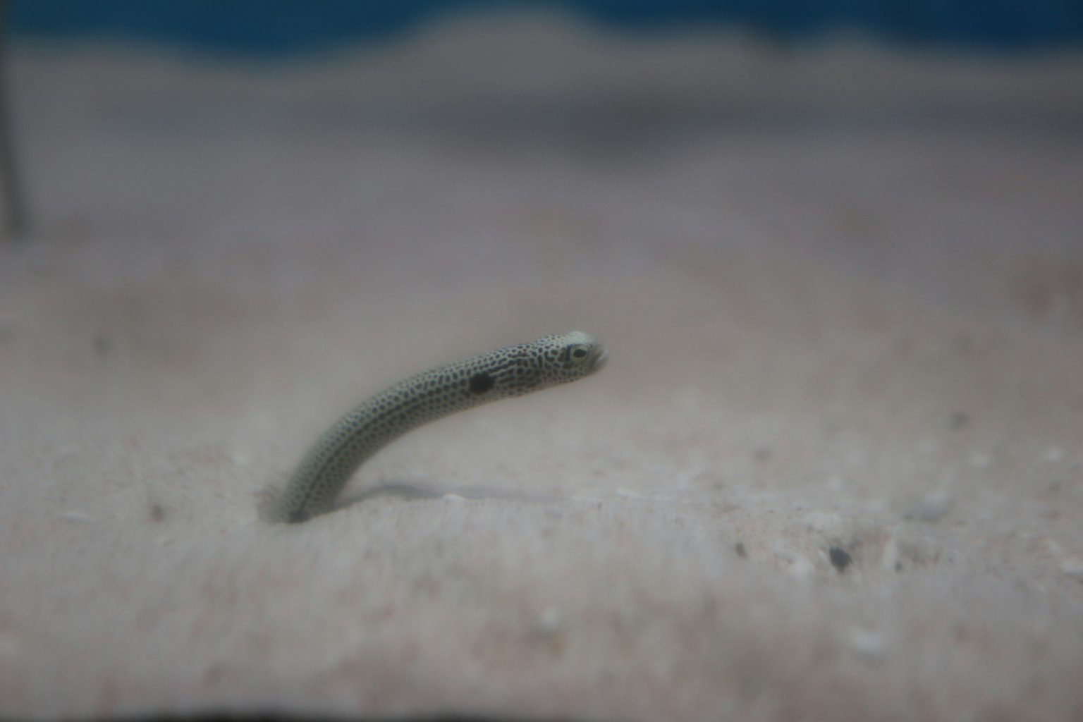 砂の中から顔を出す小さなウナギのような魚