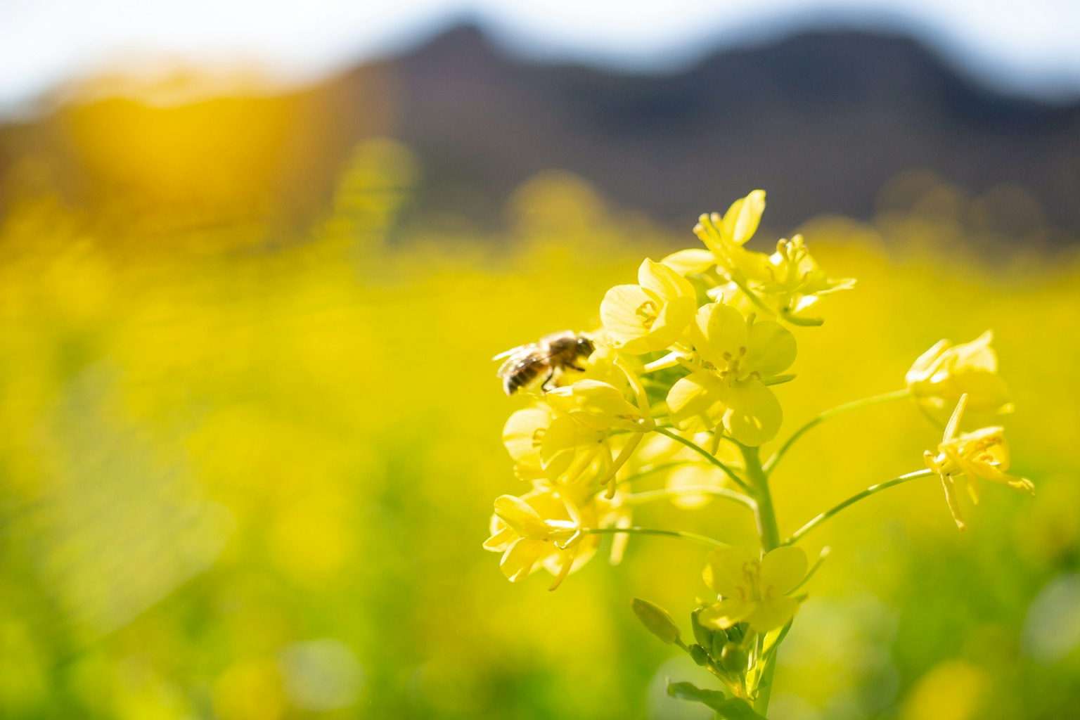 Nahaufnahme von gelben Blumen mit einer Biene sonniger Tag und Berge im Hintergrund